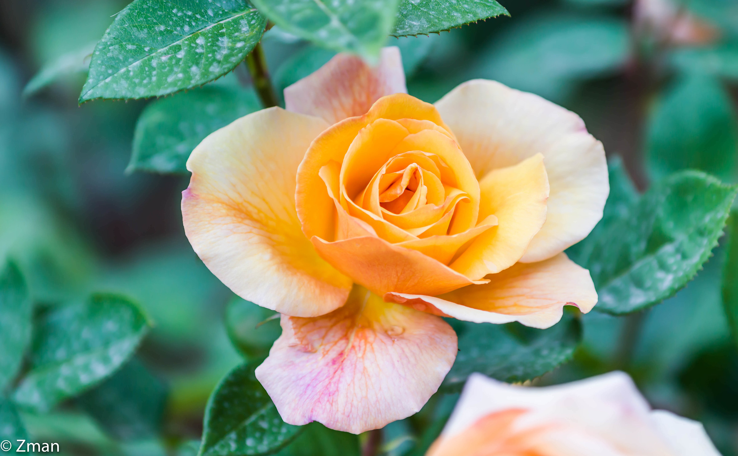 Rosa gialla...