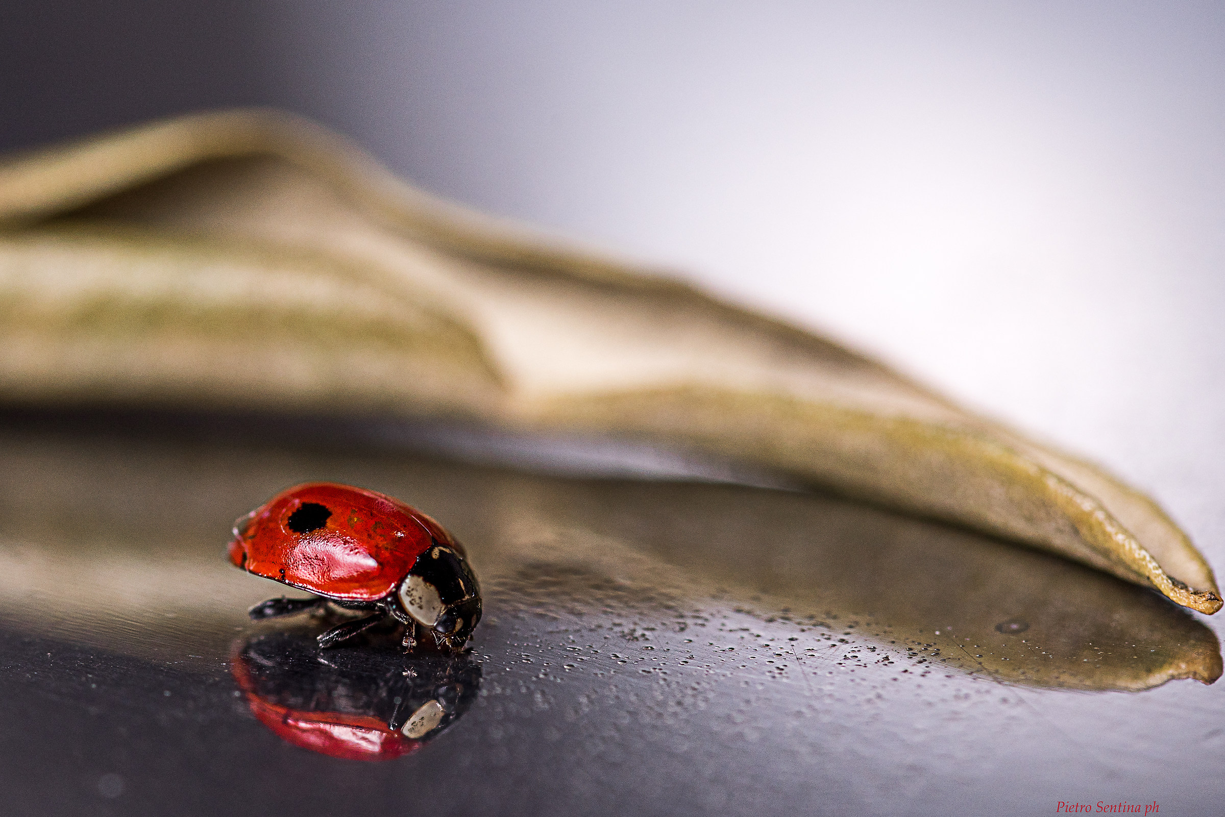 "...del reame...chi è la più bella? sei tu Coccinella!"...