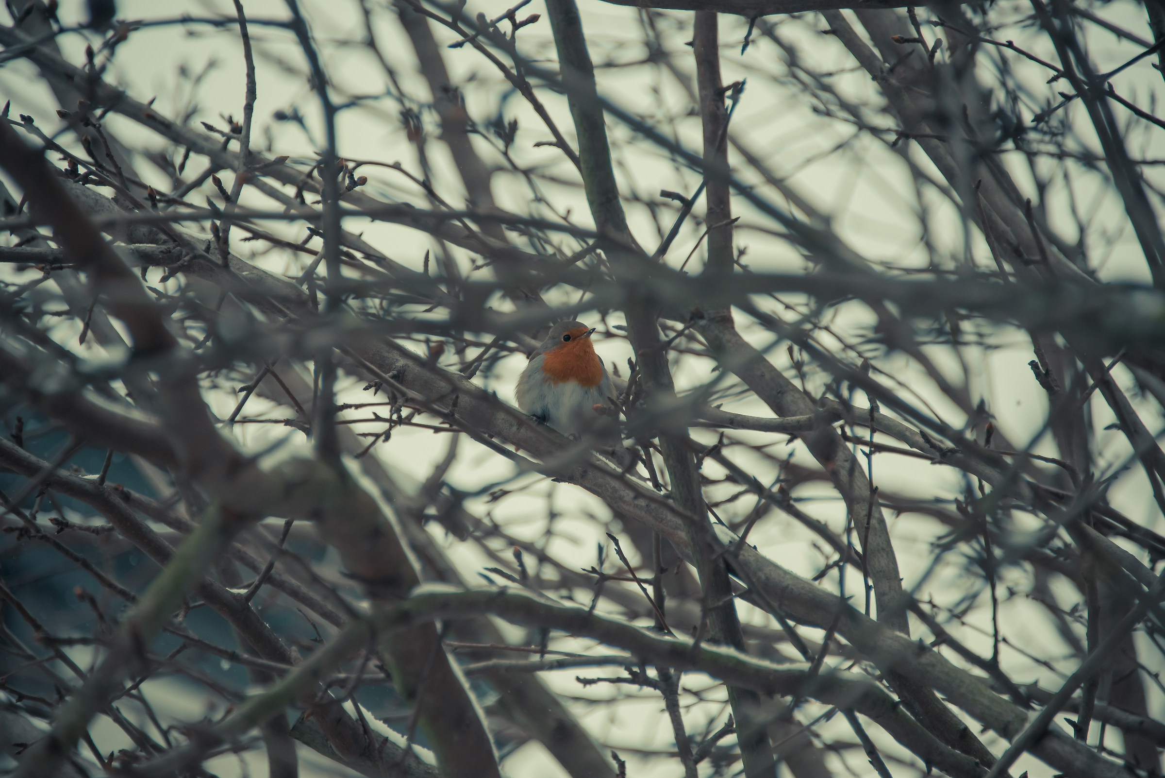 Little Red...