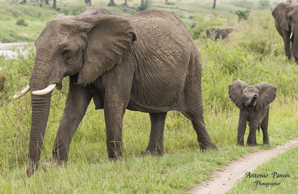 African elephant - Masai Mara...