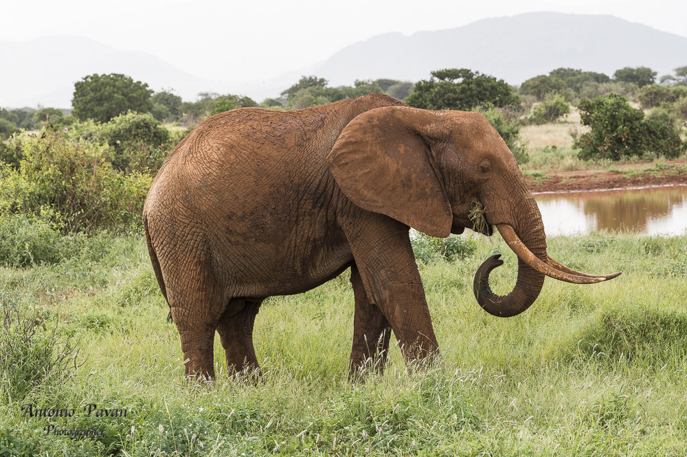 Elephants Tsawo East...