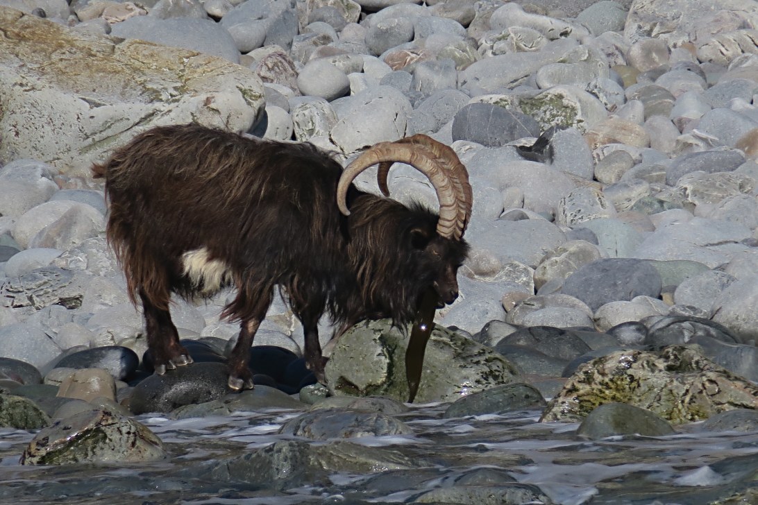 Wild goat....
