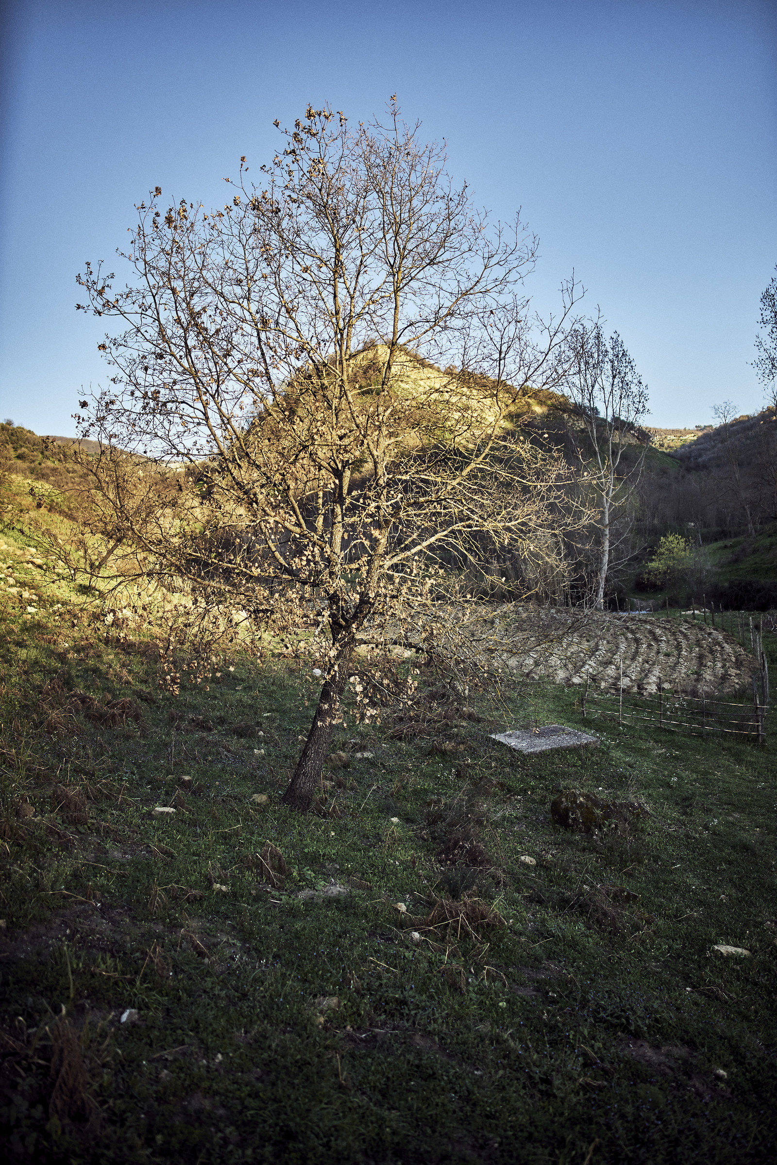 The tree of the field...