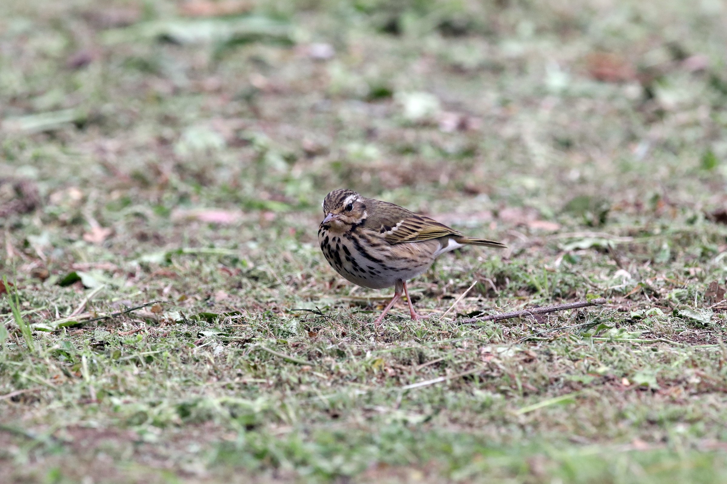 Olive-backed Pipit...