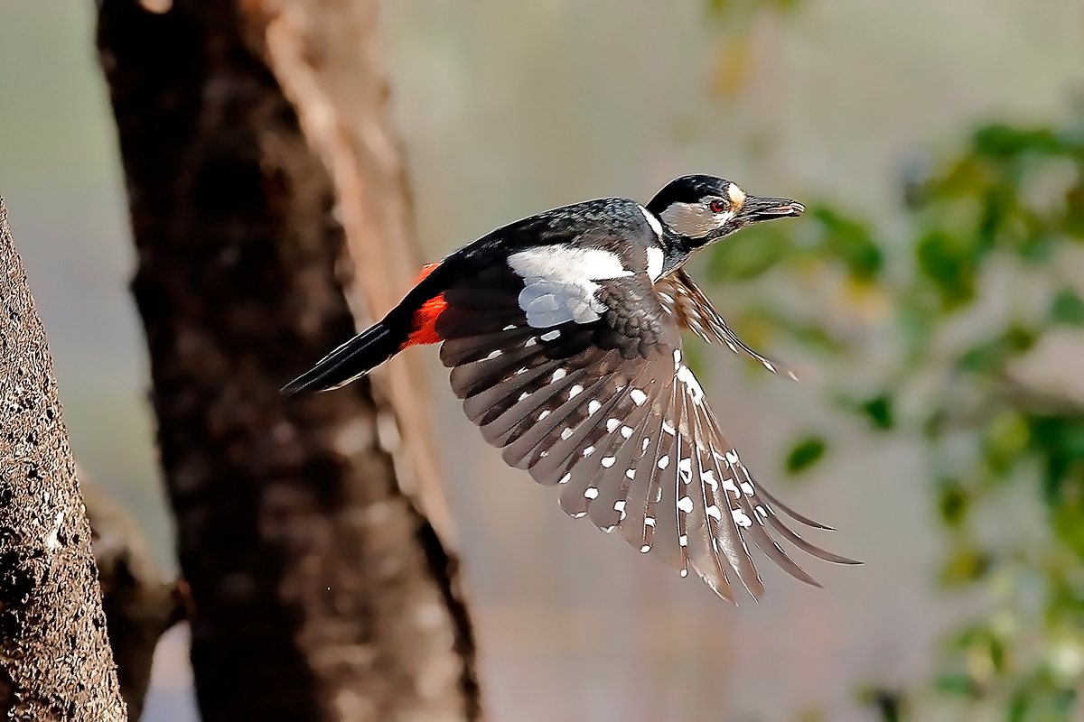 great female woodpecker...