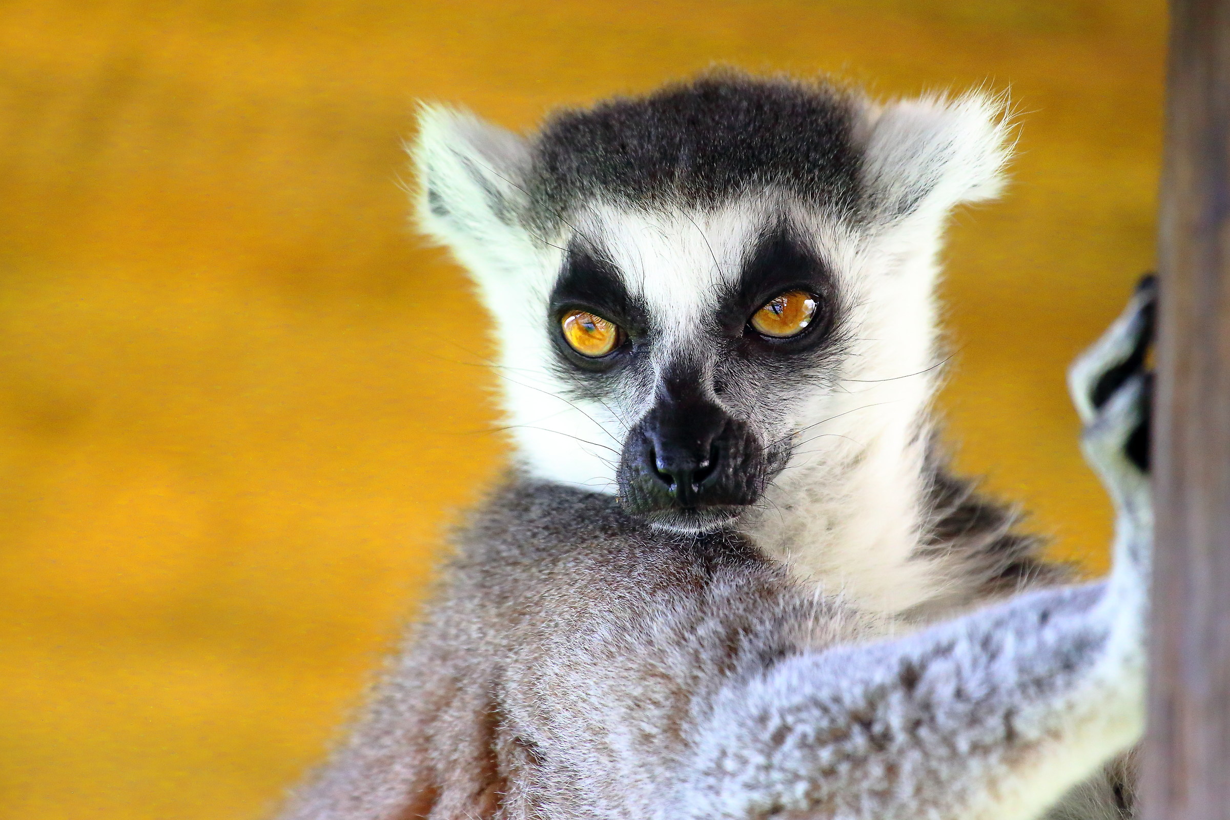 Pensive lemur...