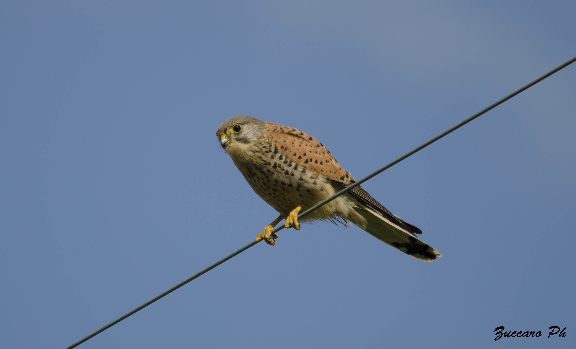 nikon 5100 sigma 150 500 5.6.3...