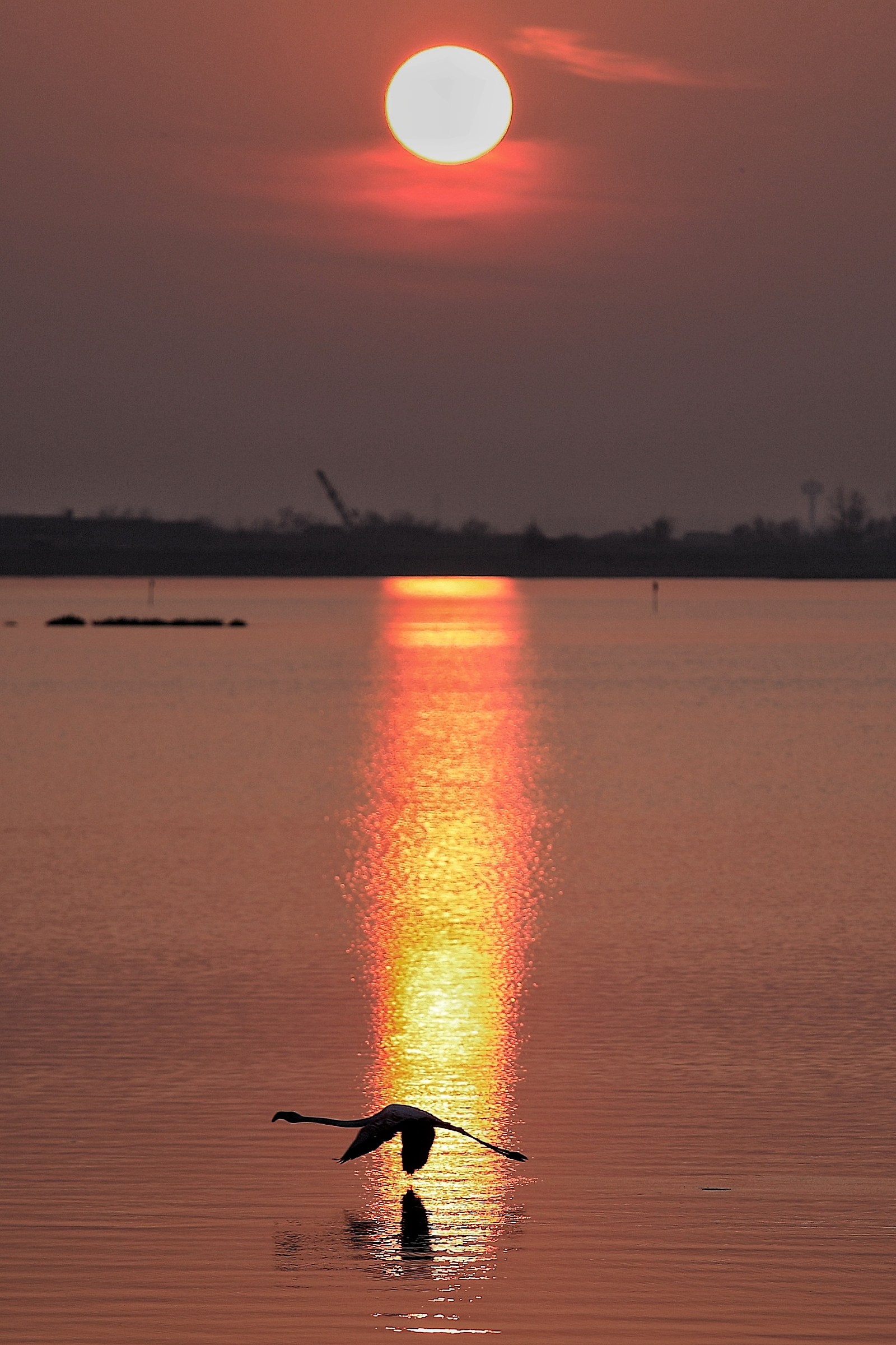 Flamingo sunset .......