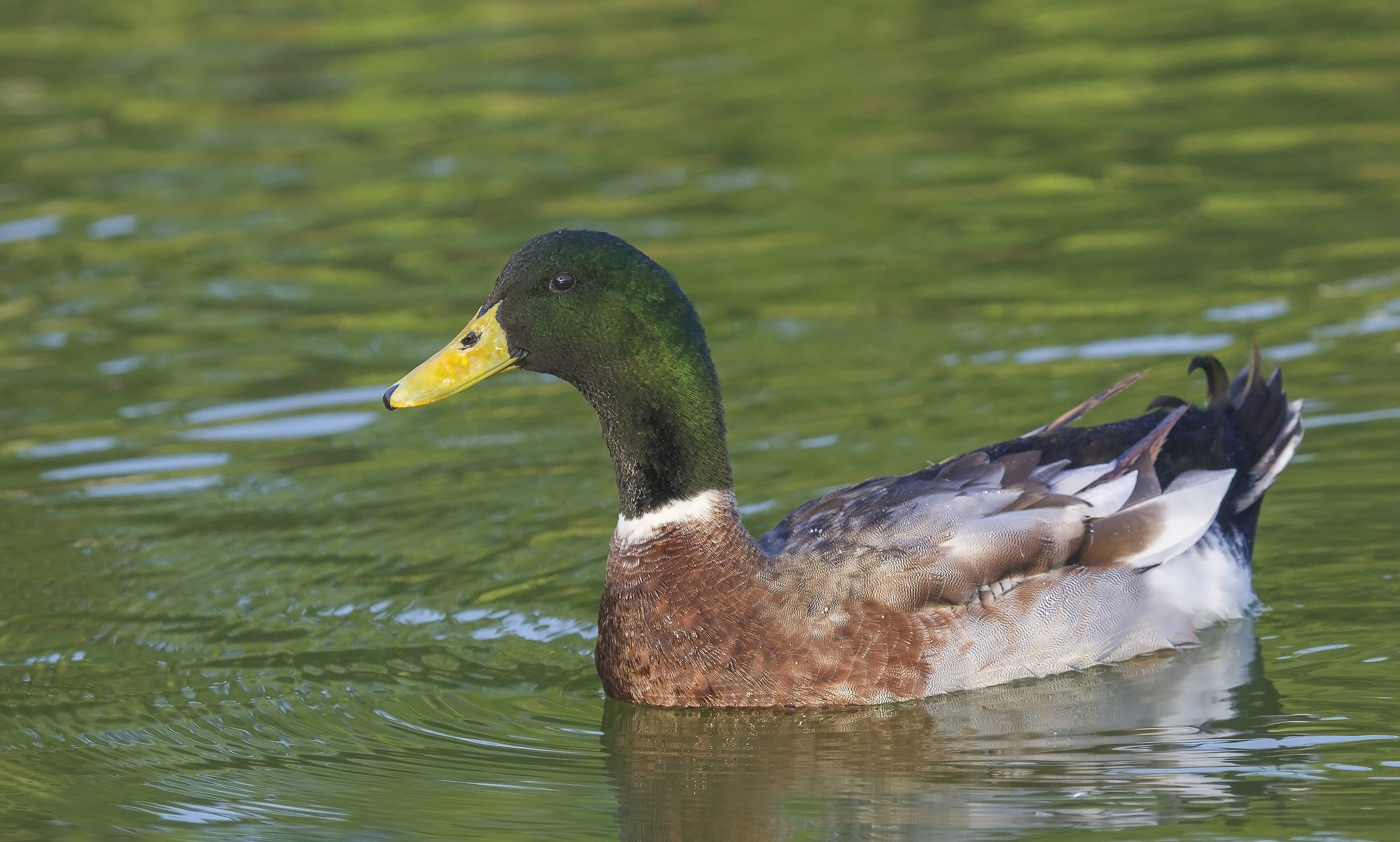 Mallard, Interbreed,residential....