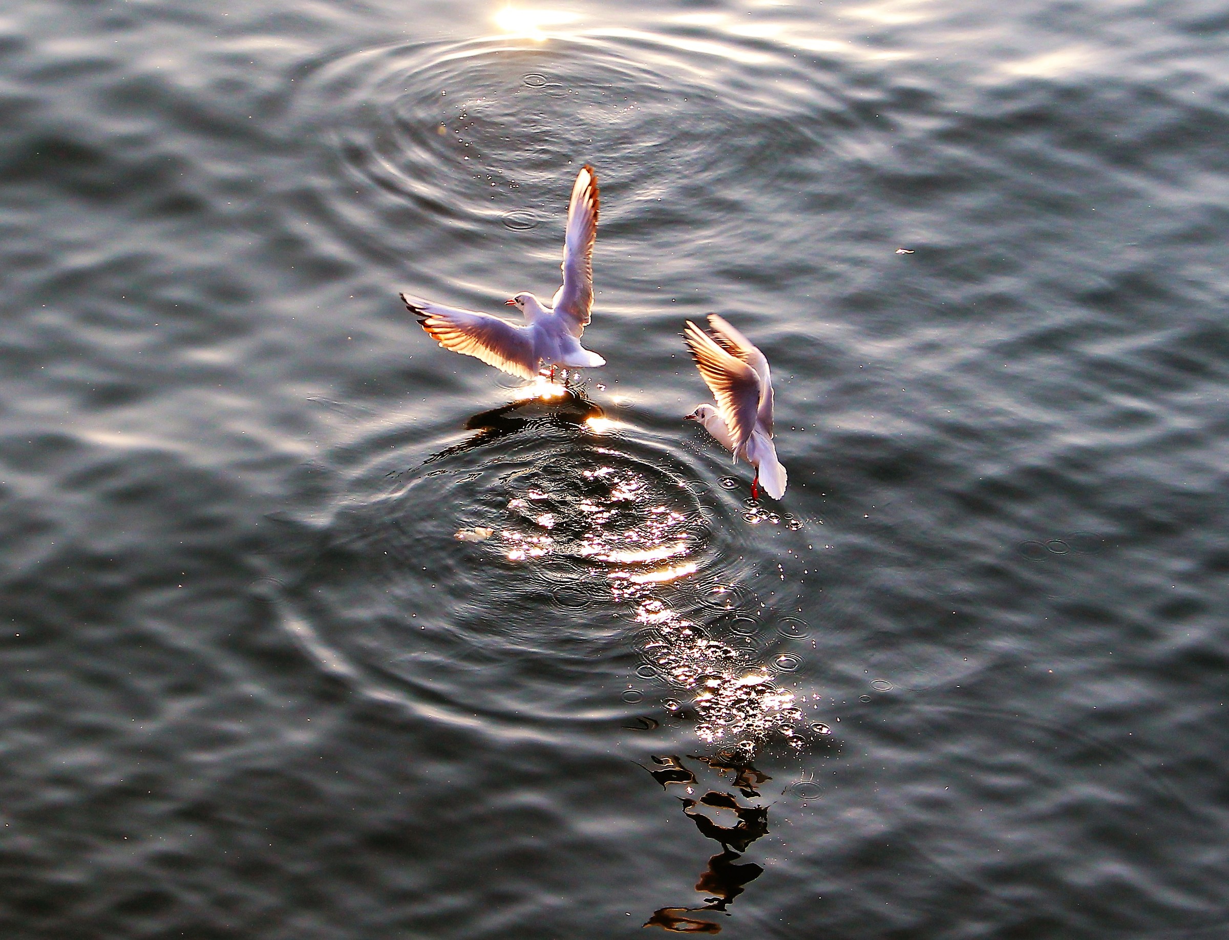Seagulls on Lake Maggiore...