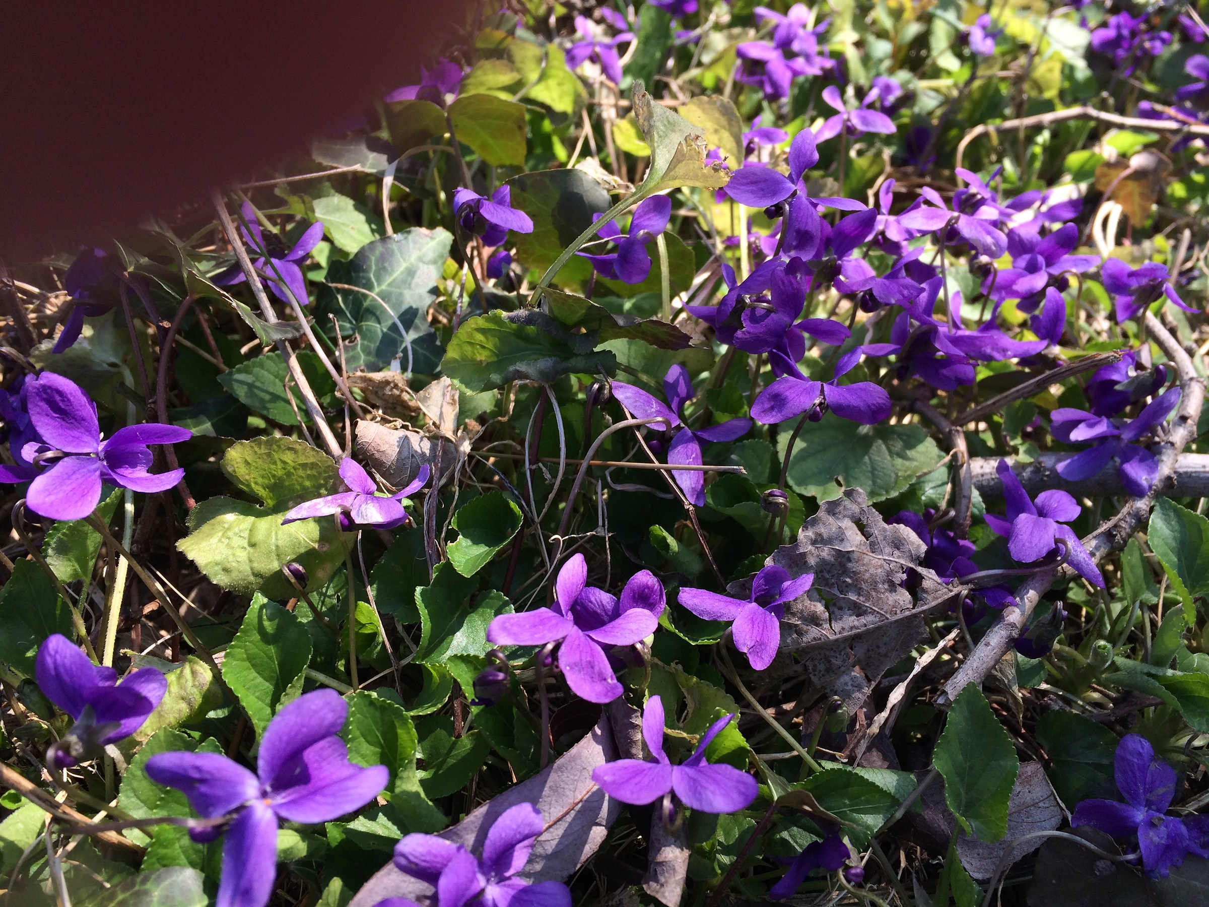 first violets in March...
