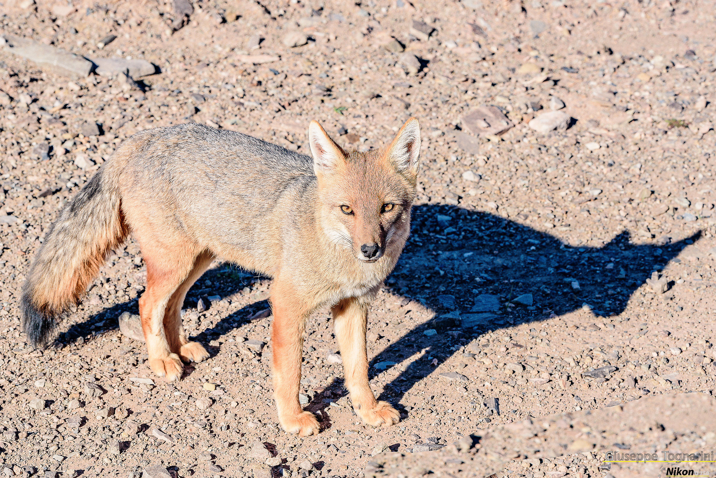 Red fox (Lycalopex culpaeus)...