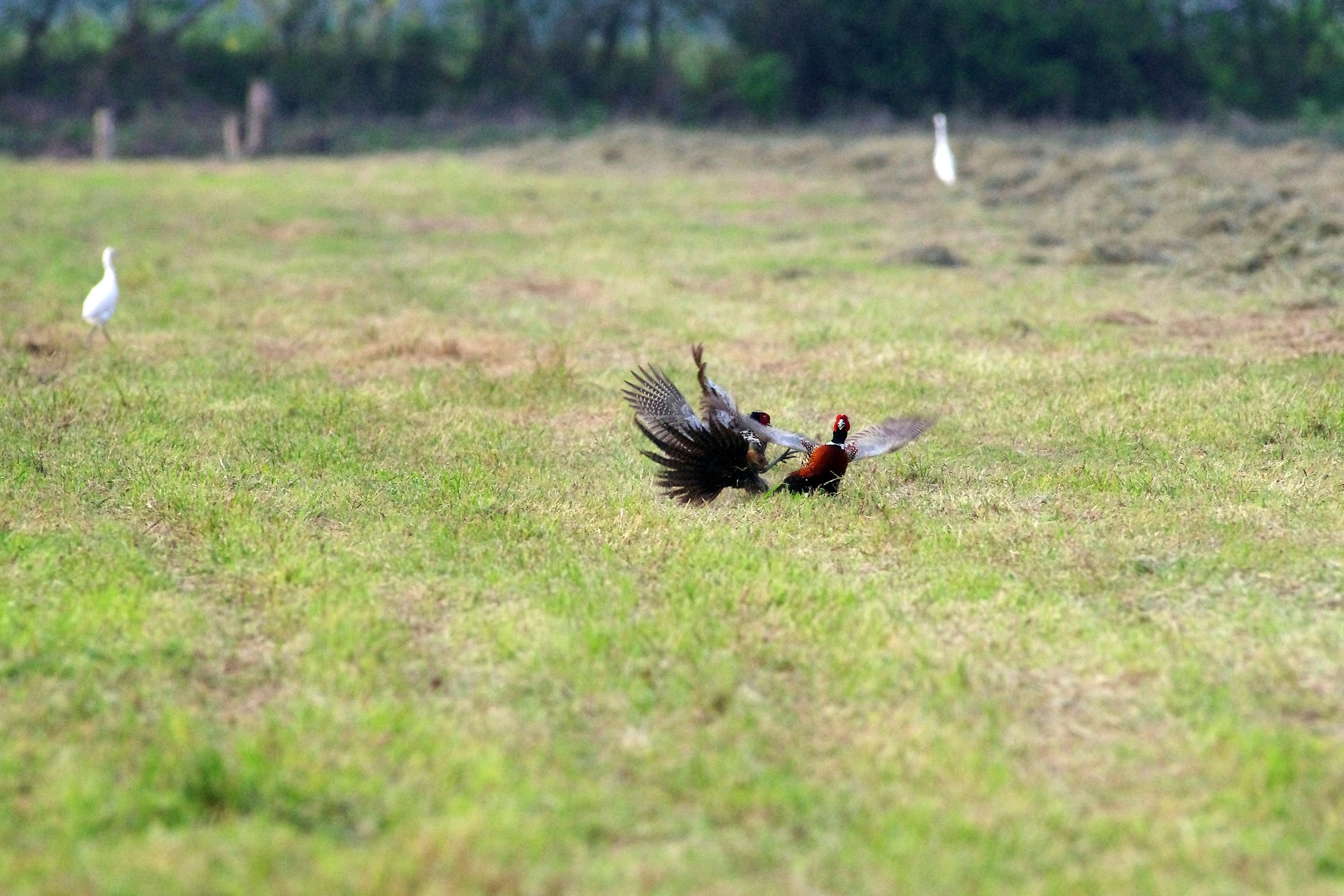 Ring-necked Pheasant/Common Pheasant...