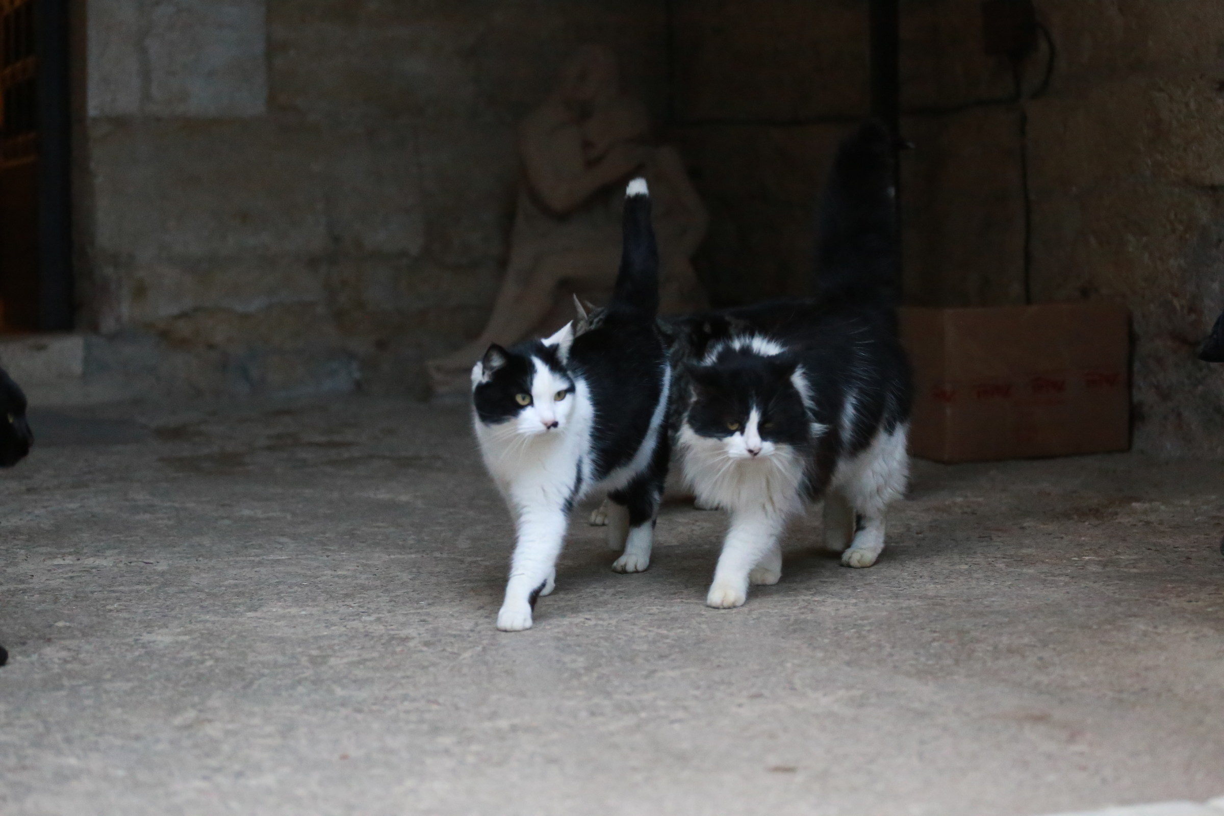 Dancin' tuxies...