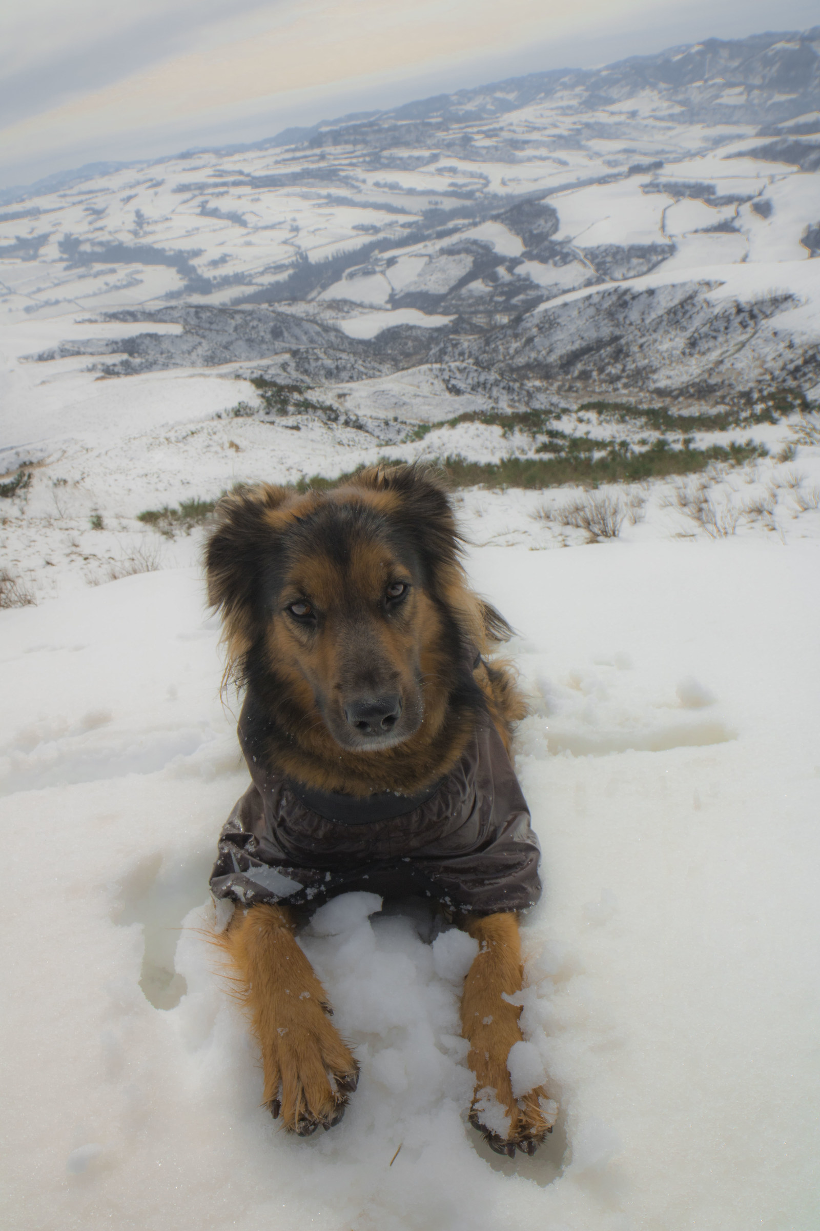 Relaxing in the snow .....