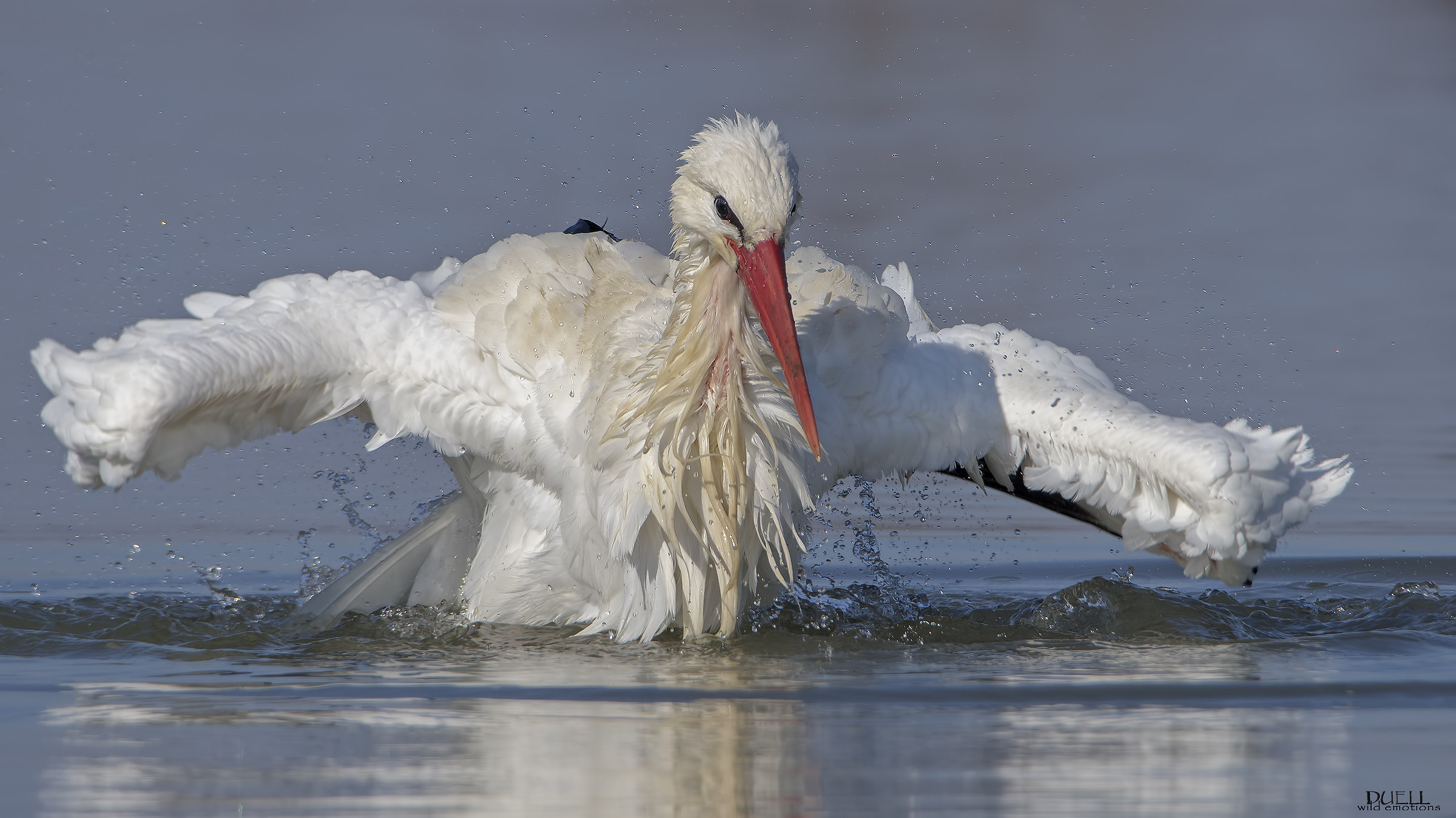 the bath of the stork...