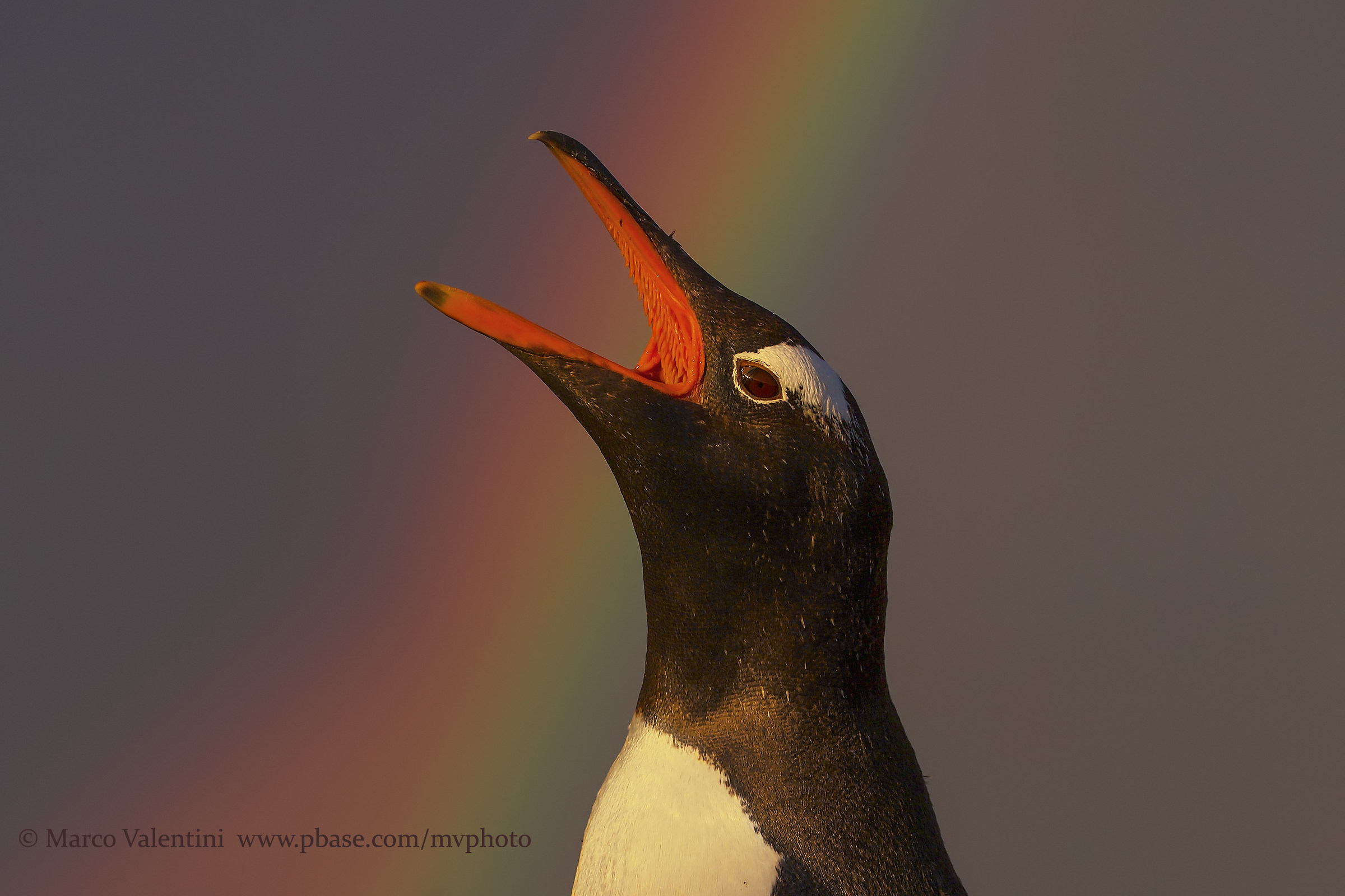 Singing in the rainbow - 2...