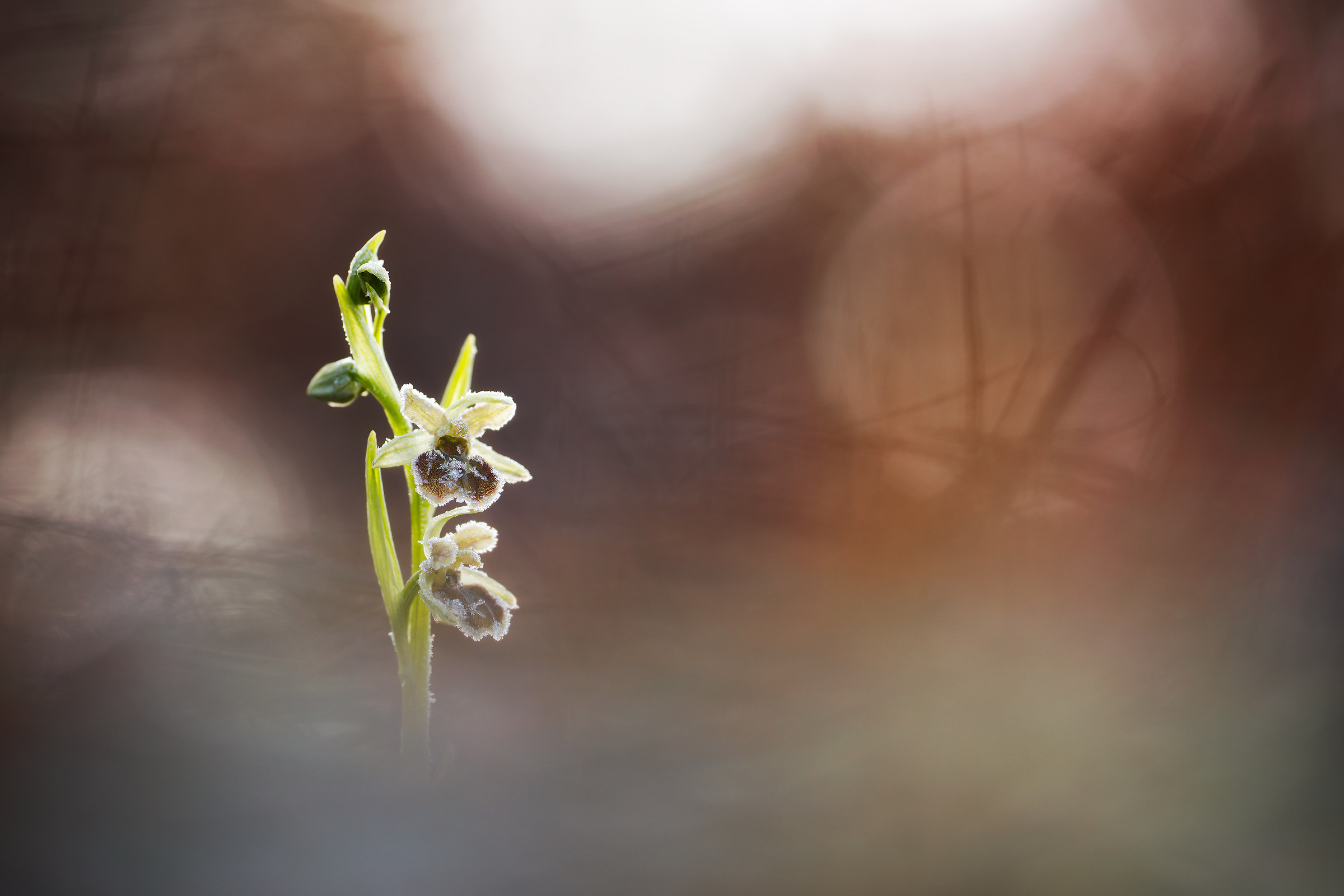 Ophrys sphegodes "brine subsp."...