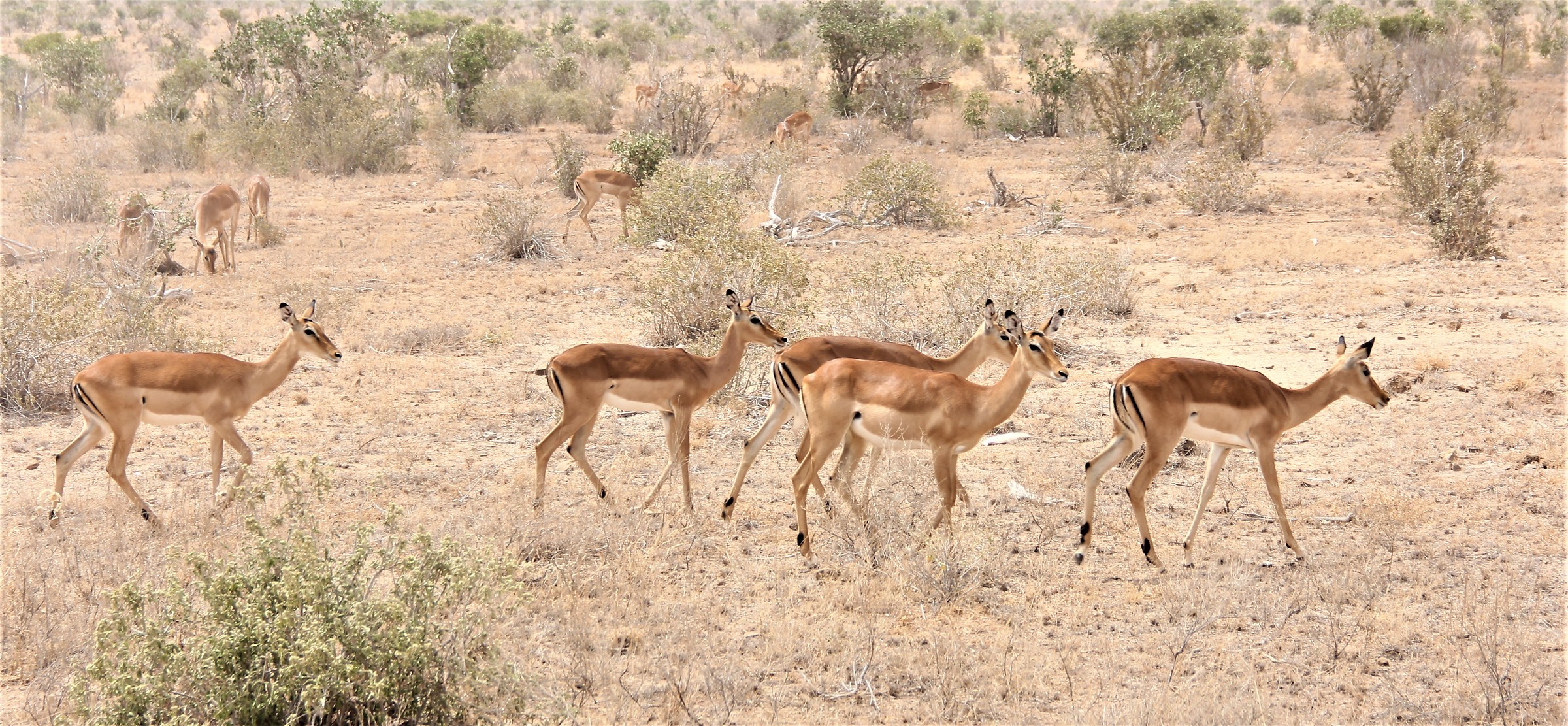 Water antelopes...