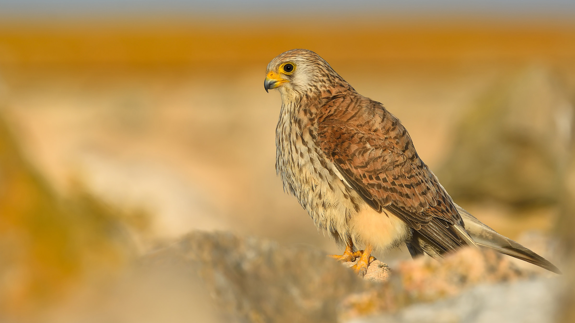 Küçük kerkenez » Lesser Kestrel » Falco naumanni...