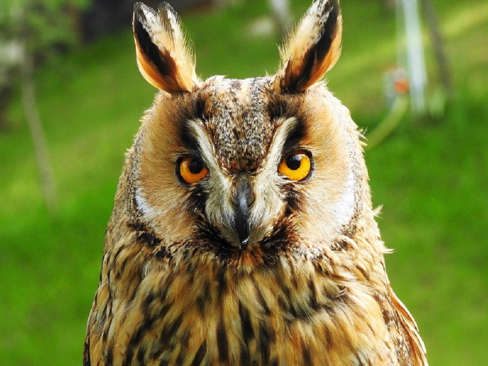 Eagle owl - protected area. Free hand...