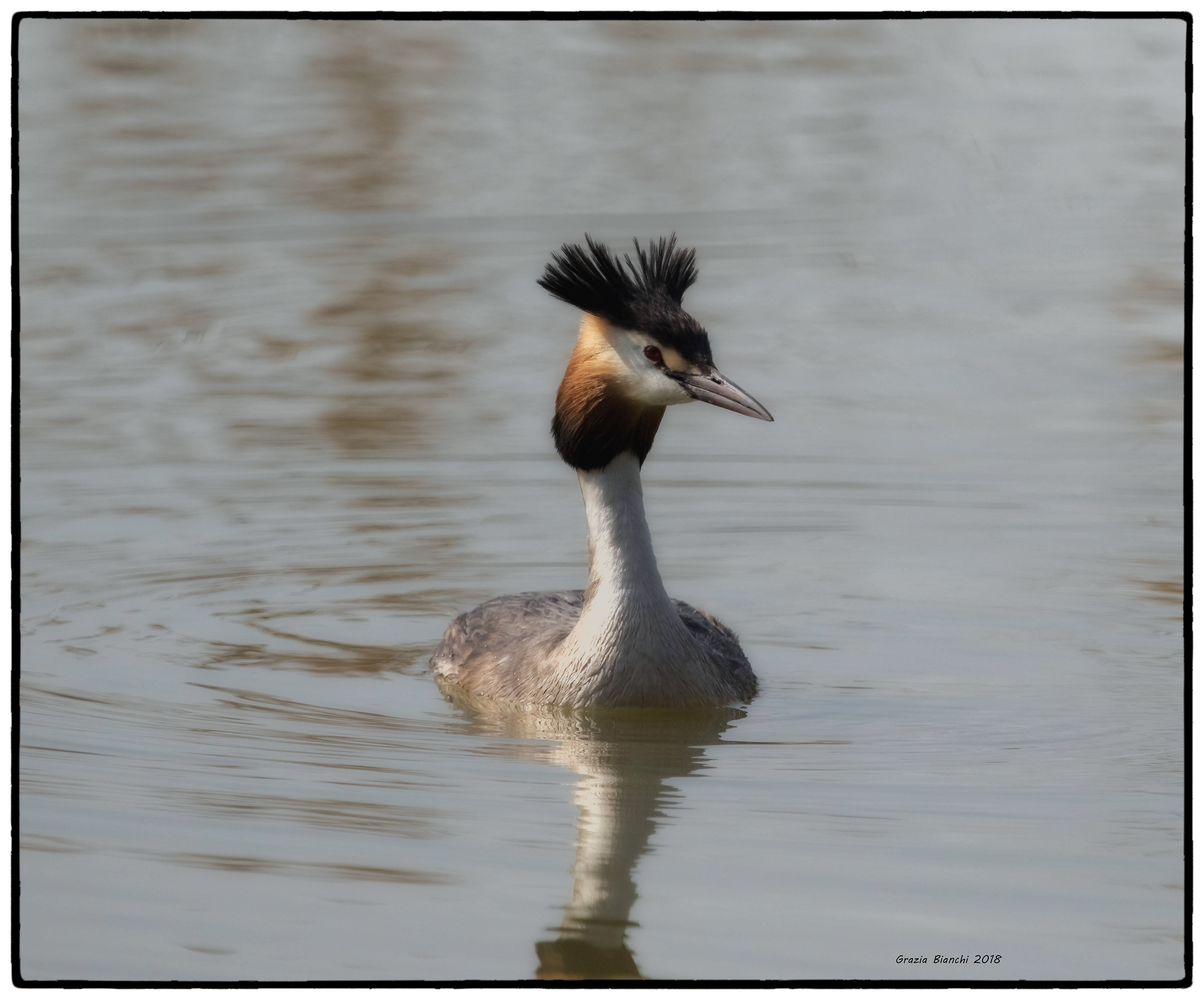 Great Crested Grebe - Torrile oasis...
