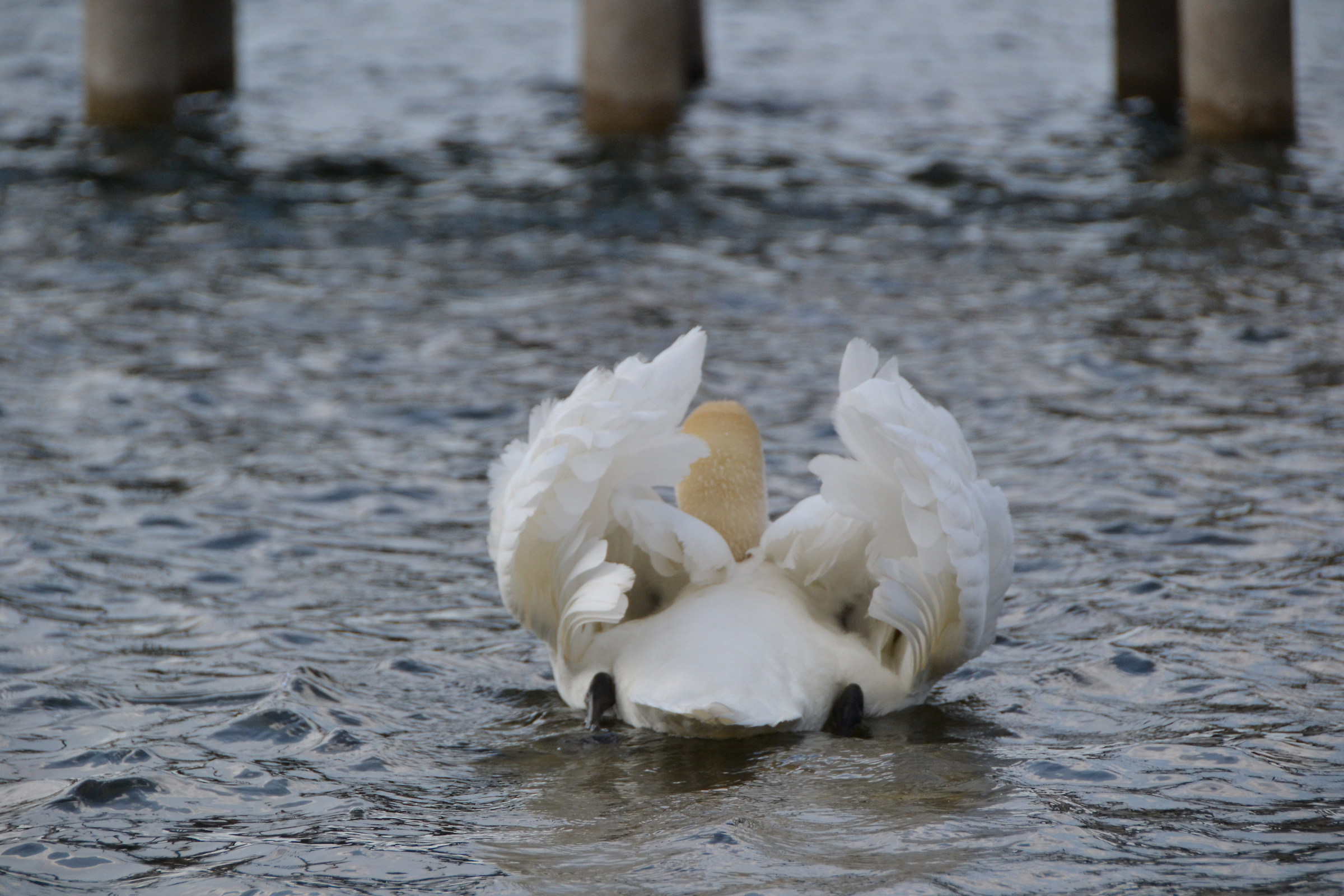 Swans couple in Bracciano...