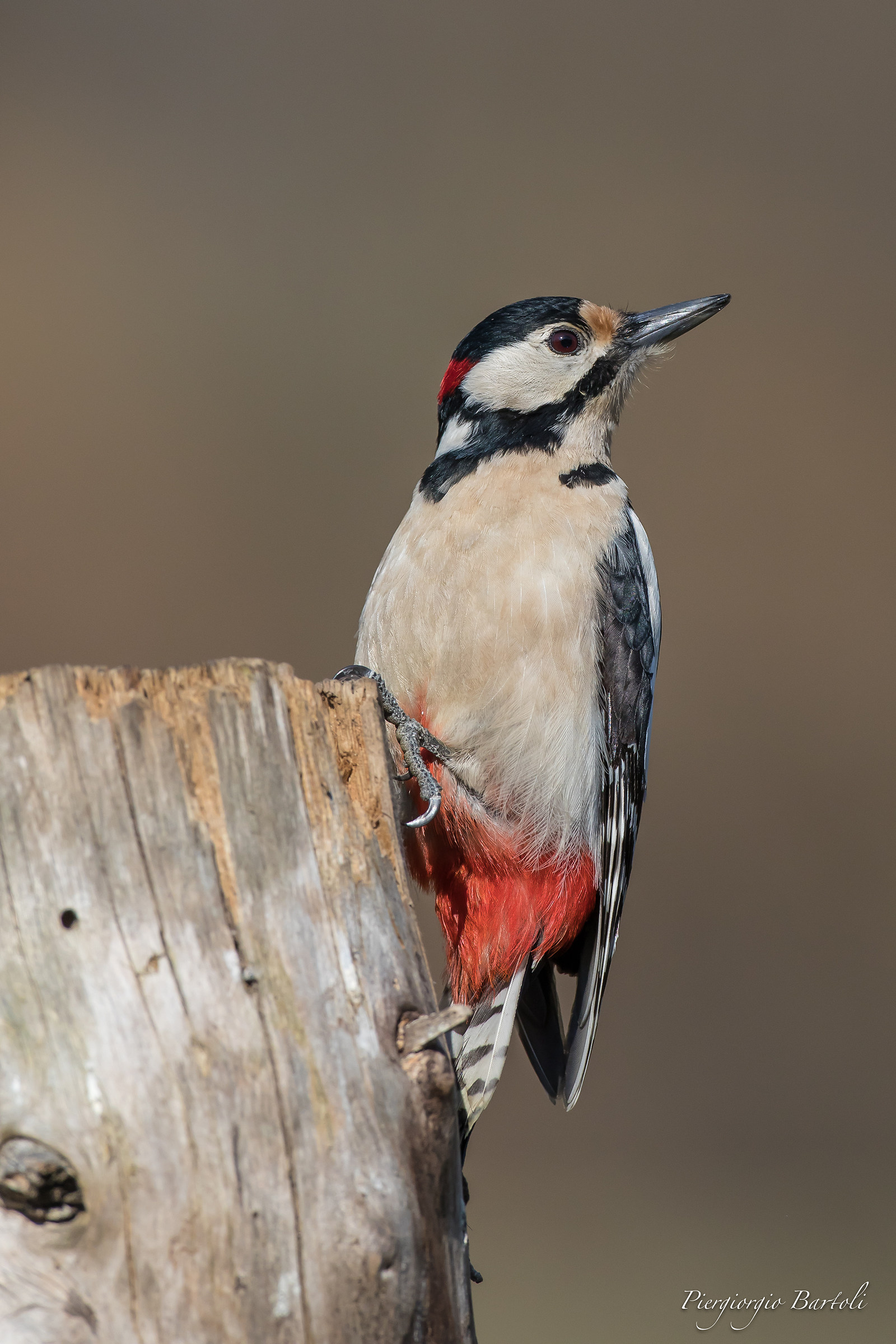 Red woodpecker...