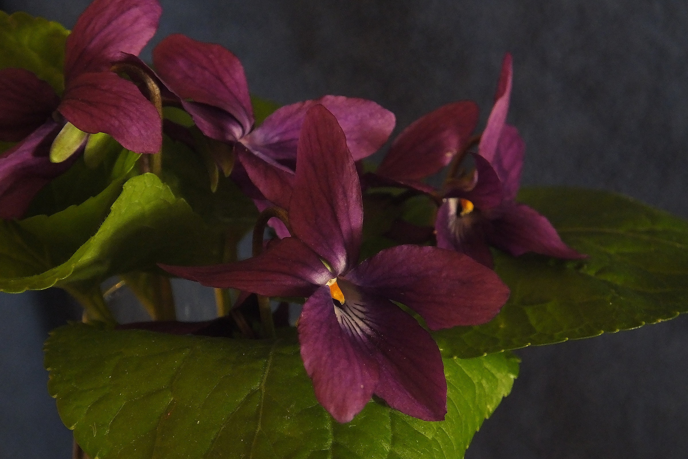violets...