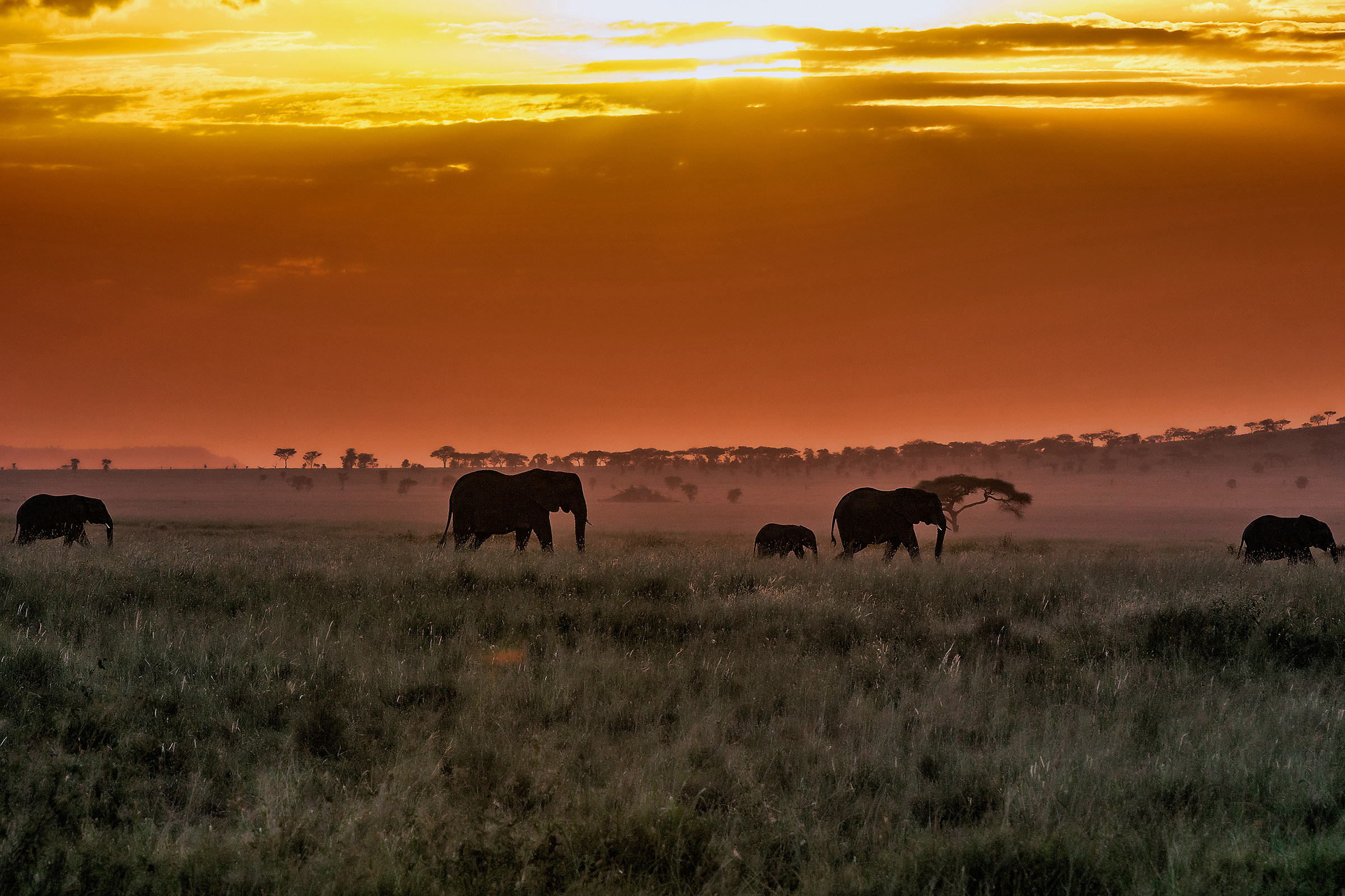 Elephants at sunset...