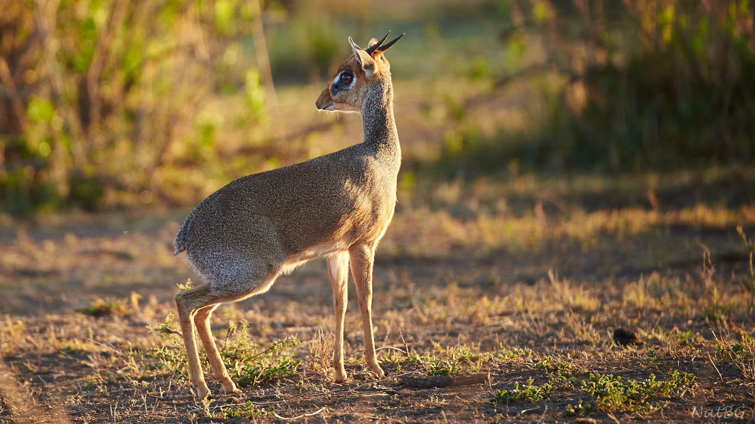 Parco del Serengeti...