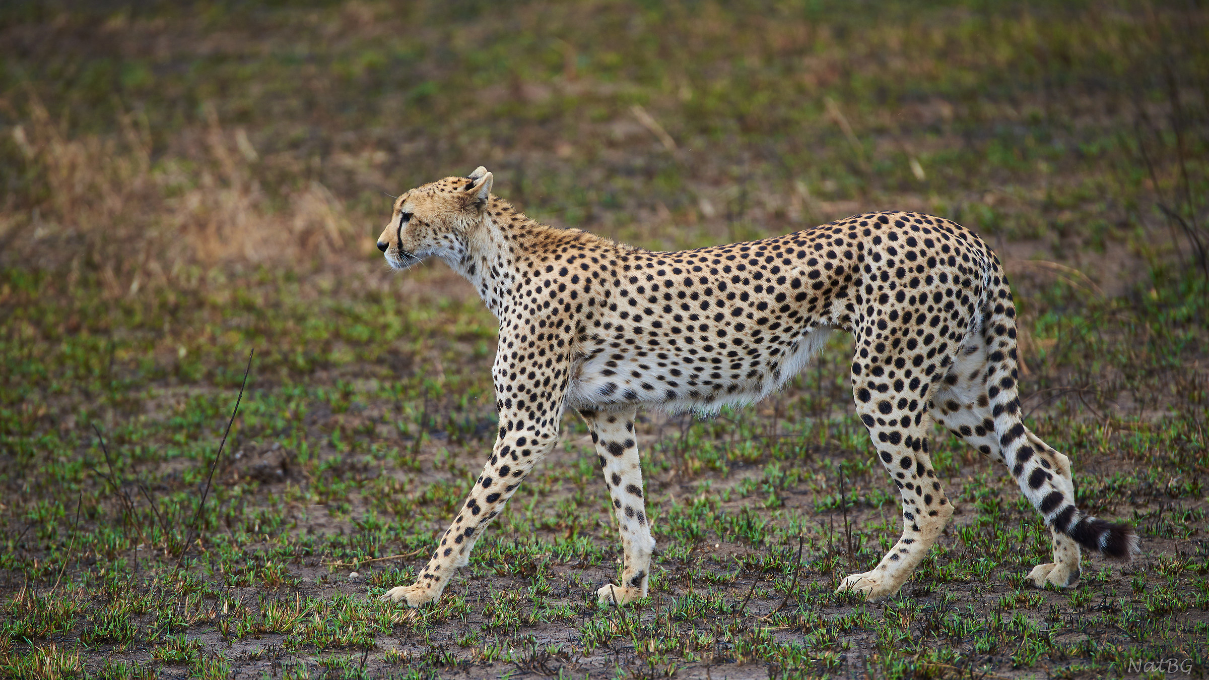 Parco del Serengeti...