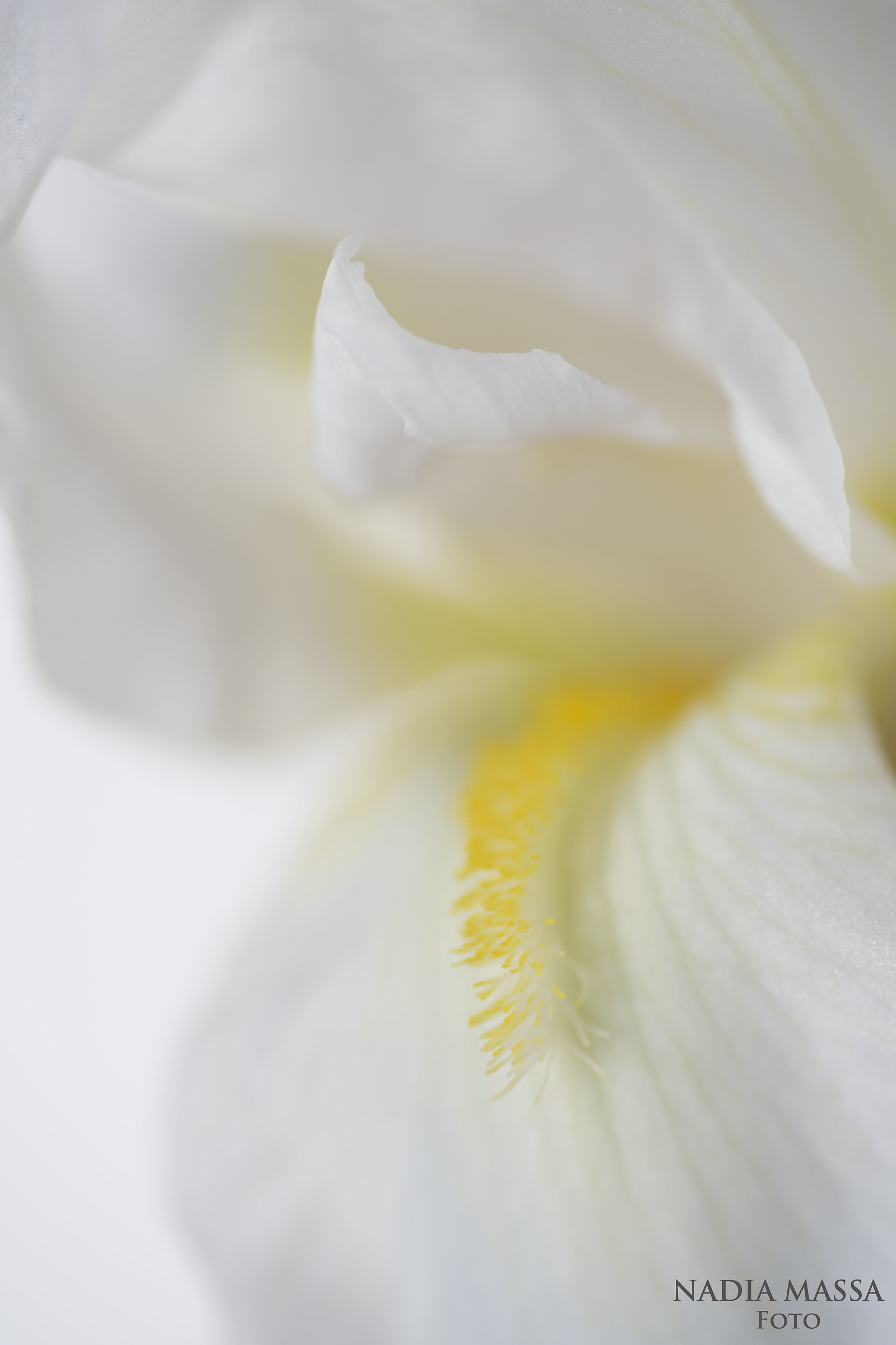 White iris...