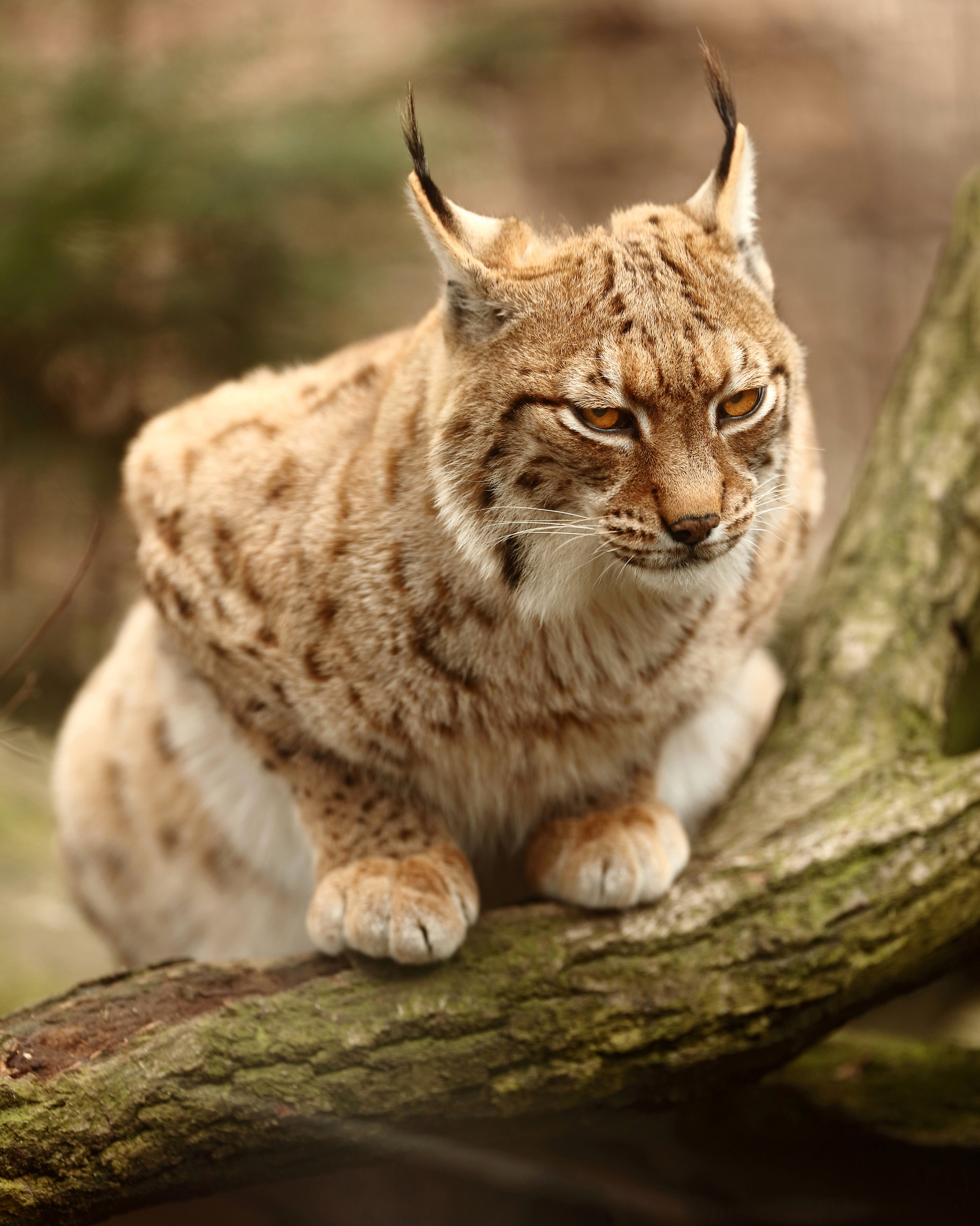 Eurasian lynx...