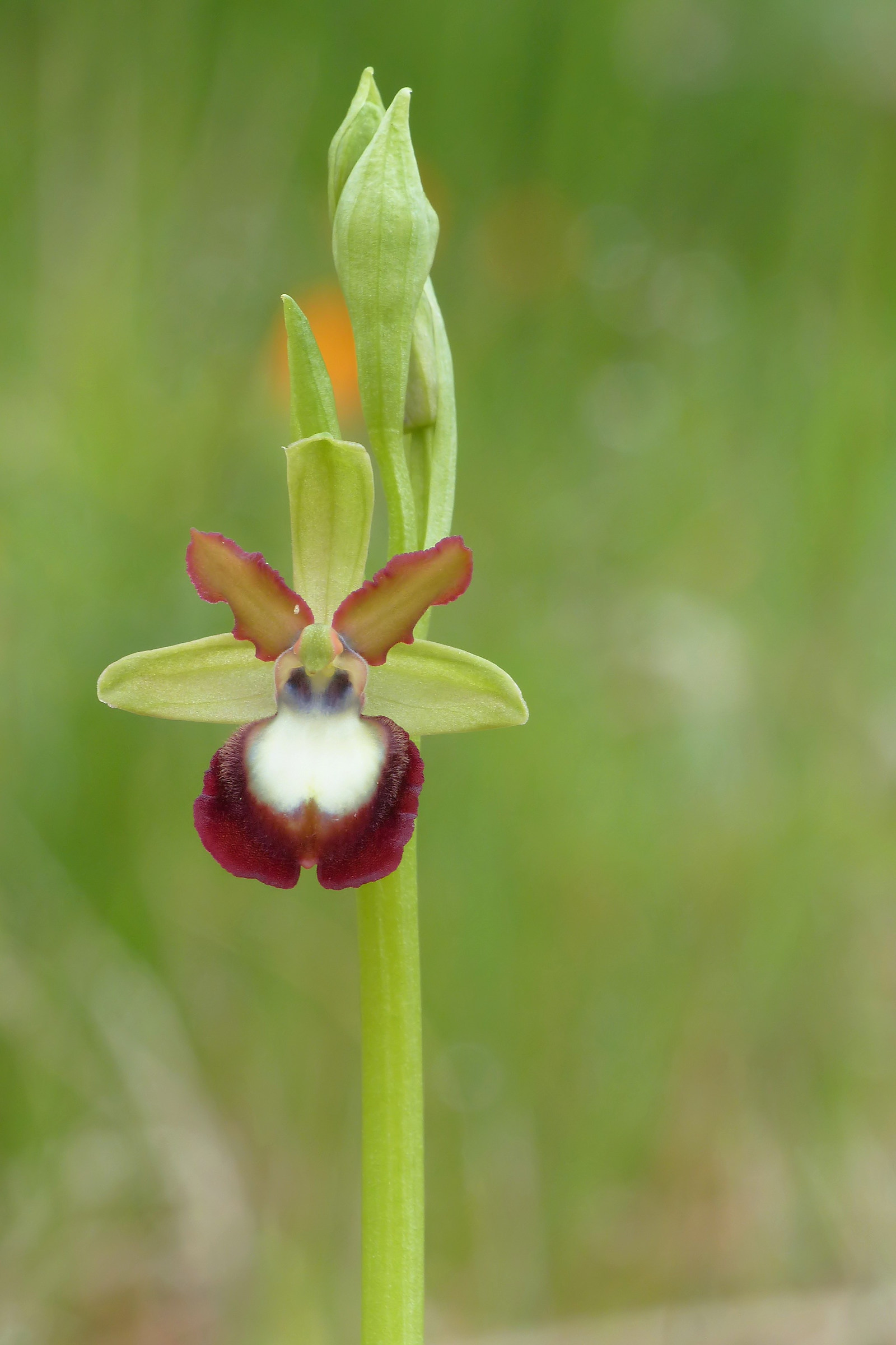 Ophrys Garganica...