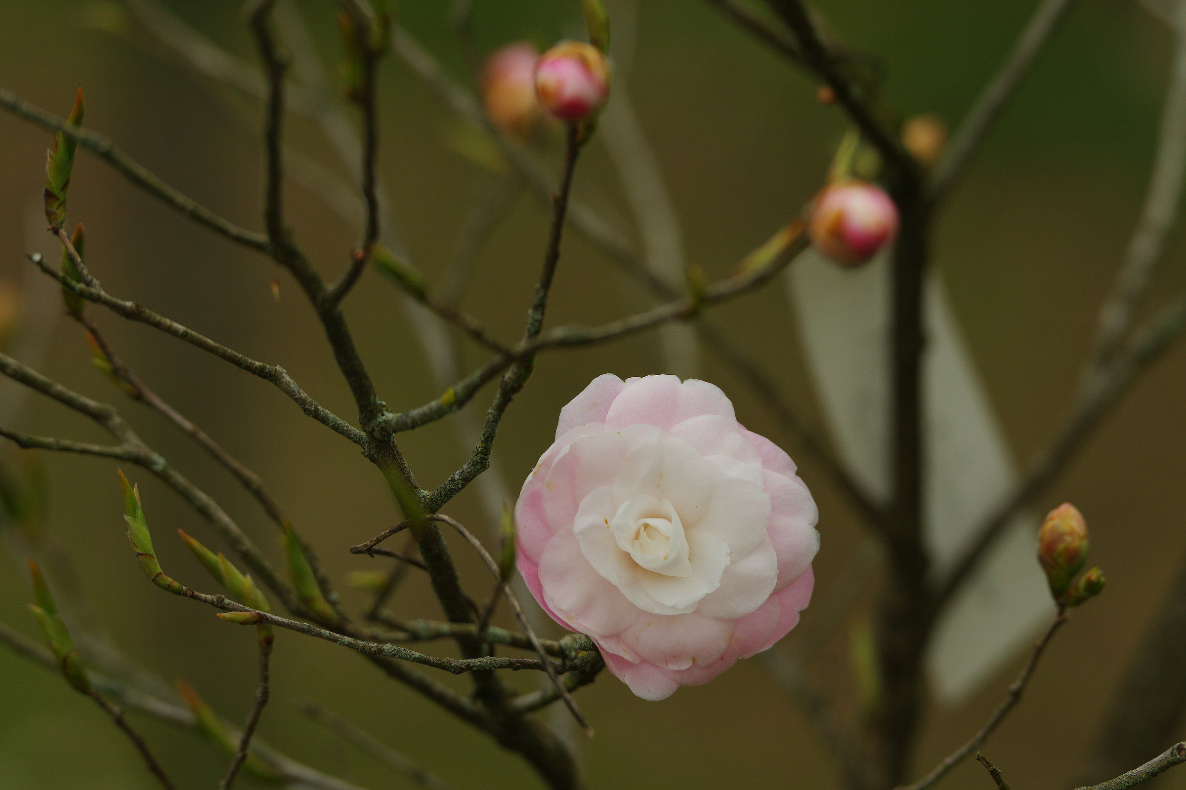 Camellia "Sweet Jane"...