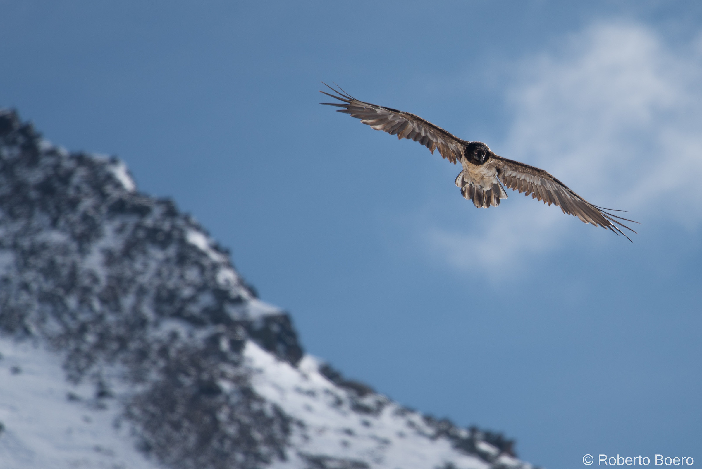 Vulture in reconnaissance flight...