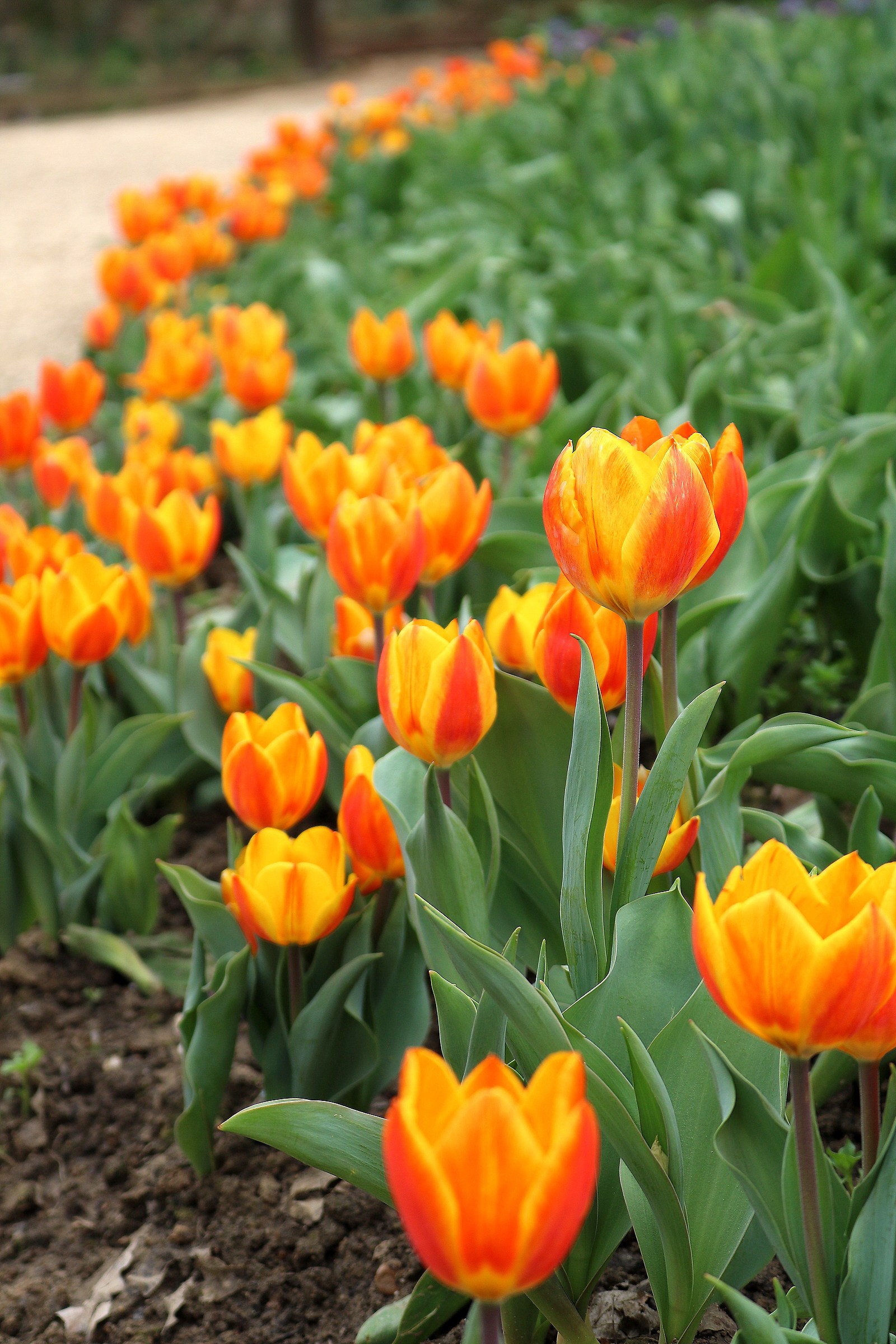 I tulipani in fiore...