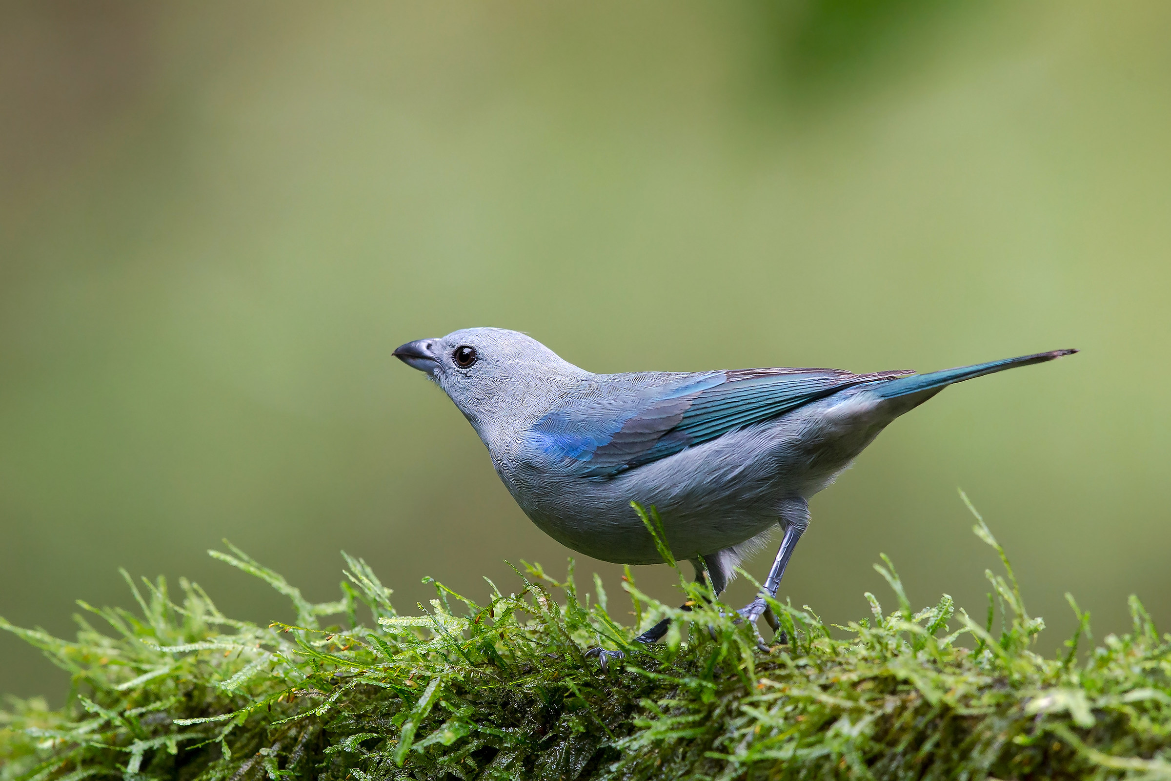 Blue-gray tanager (Thraupis episcopus)...