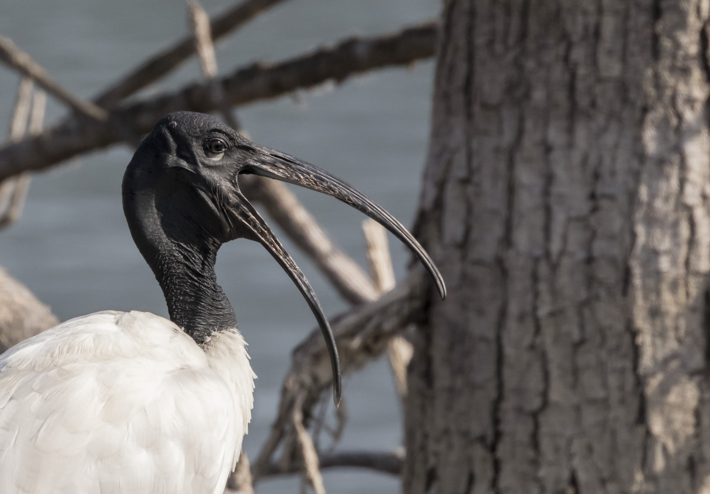sacred ibis 2...