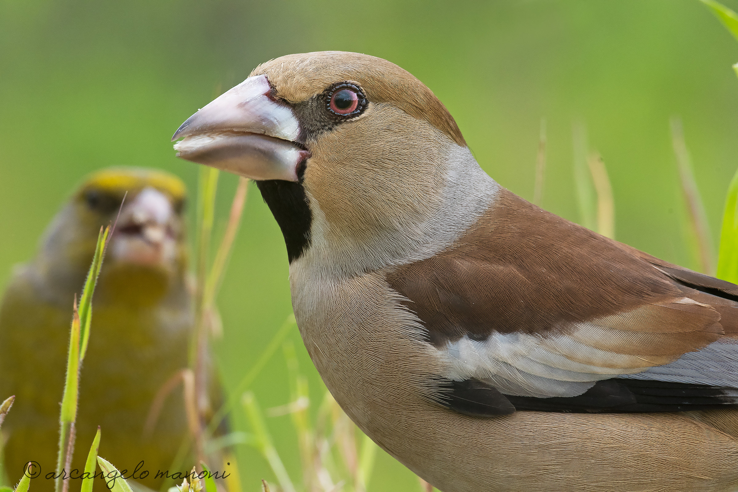 Close up at the Hawfinch...