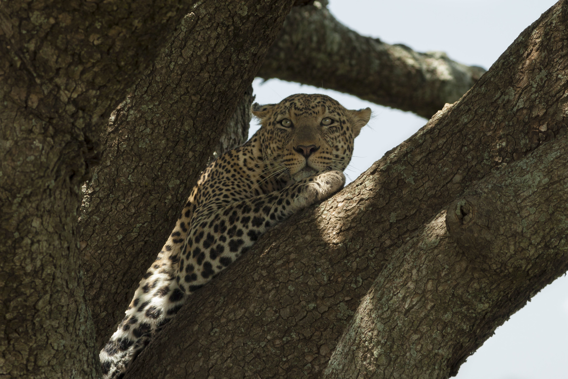 Leopard on a tree of sausages...