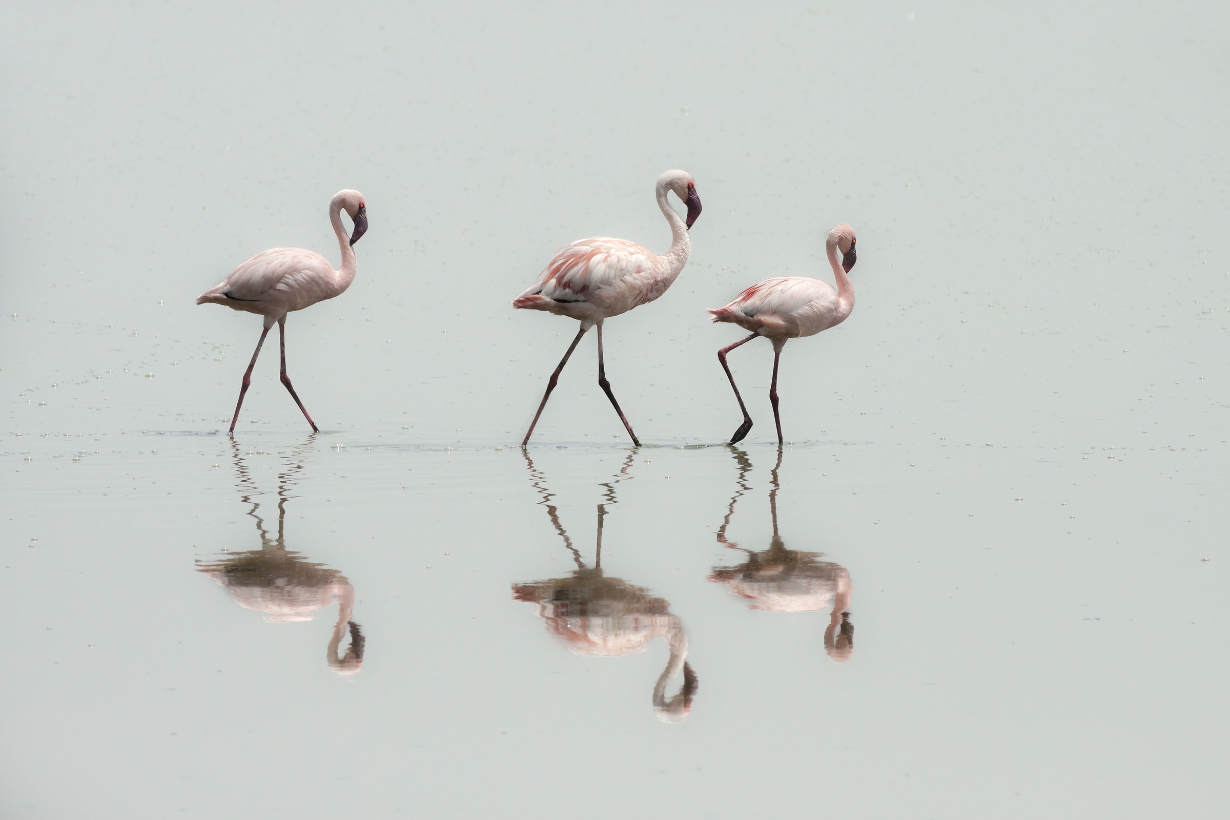 Ethereal and impalpable flamingos...