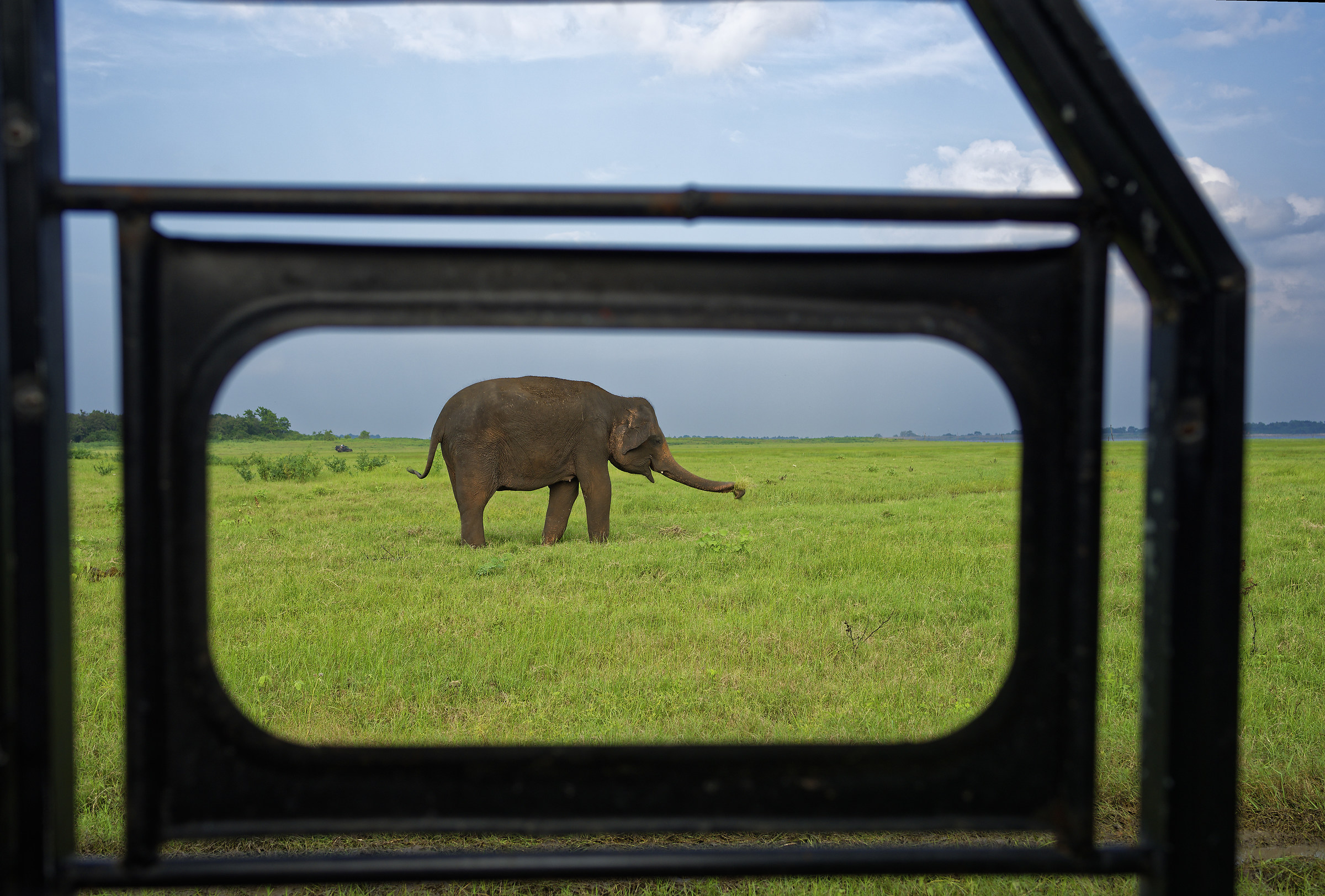 Framed elephant...