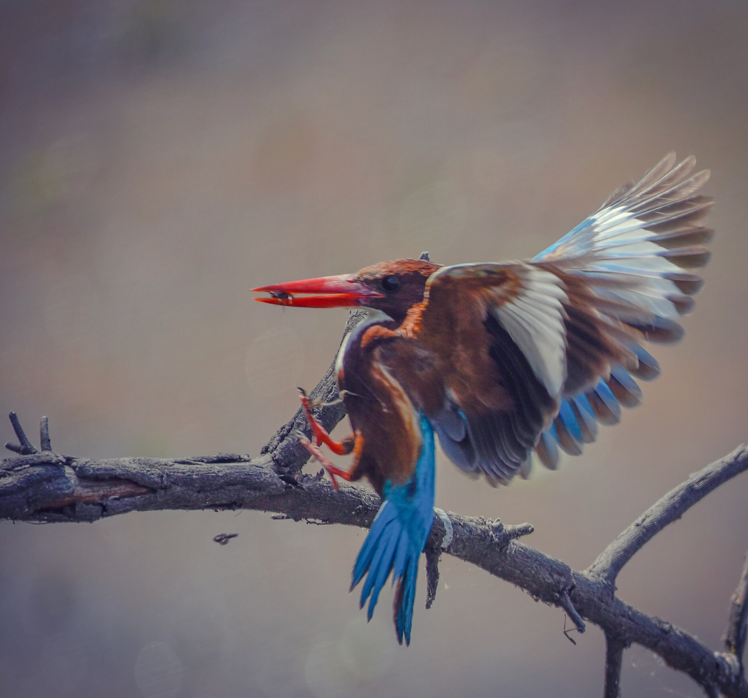 Kingfisher catching insect...