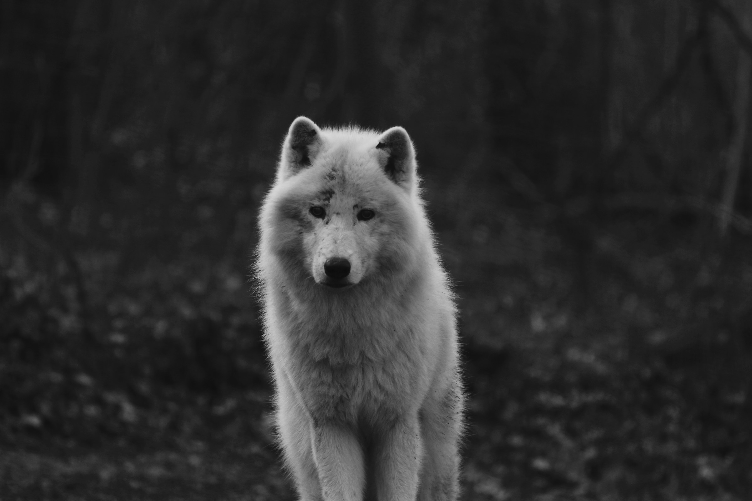 Werewolf...