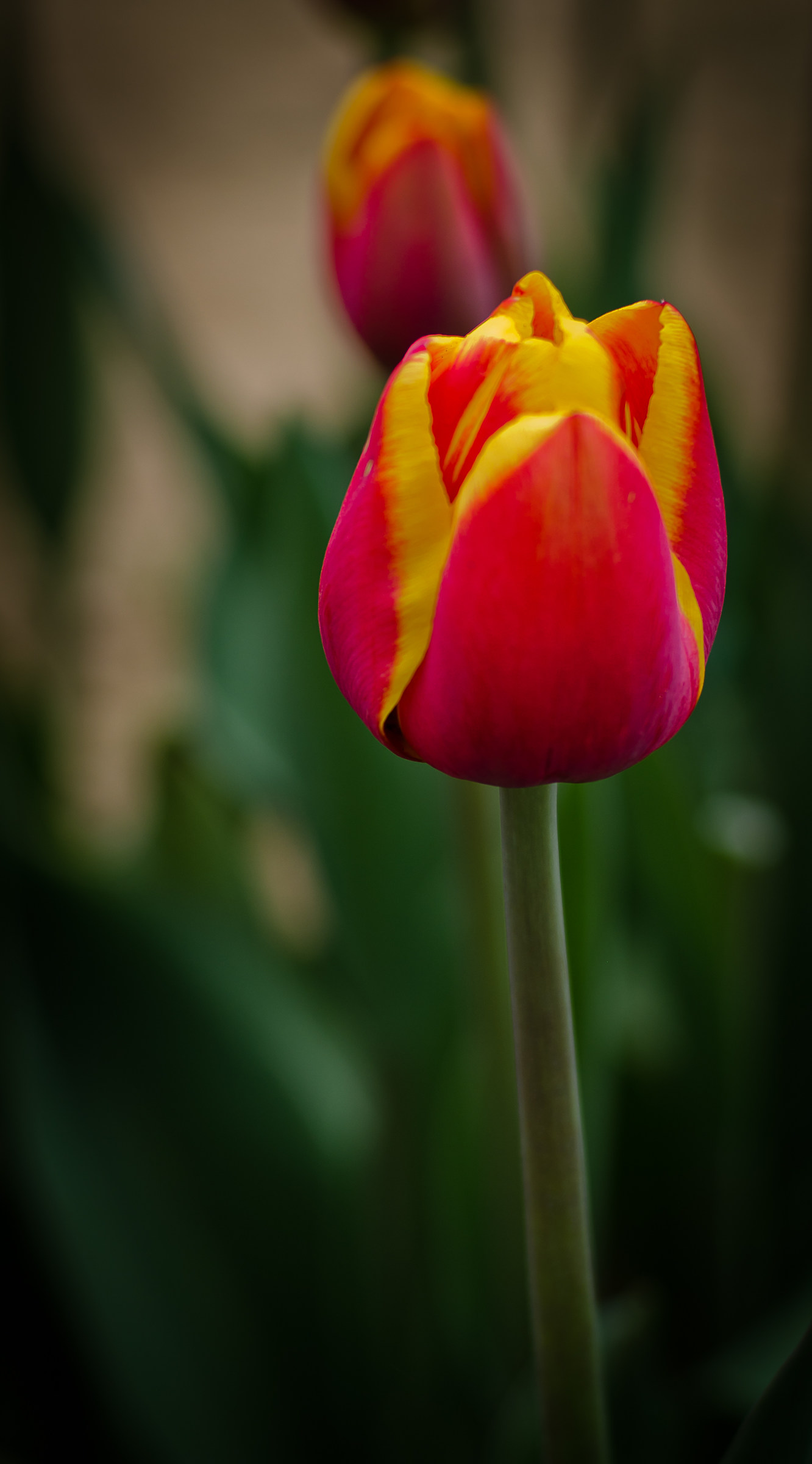 Tulips...