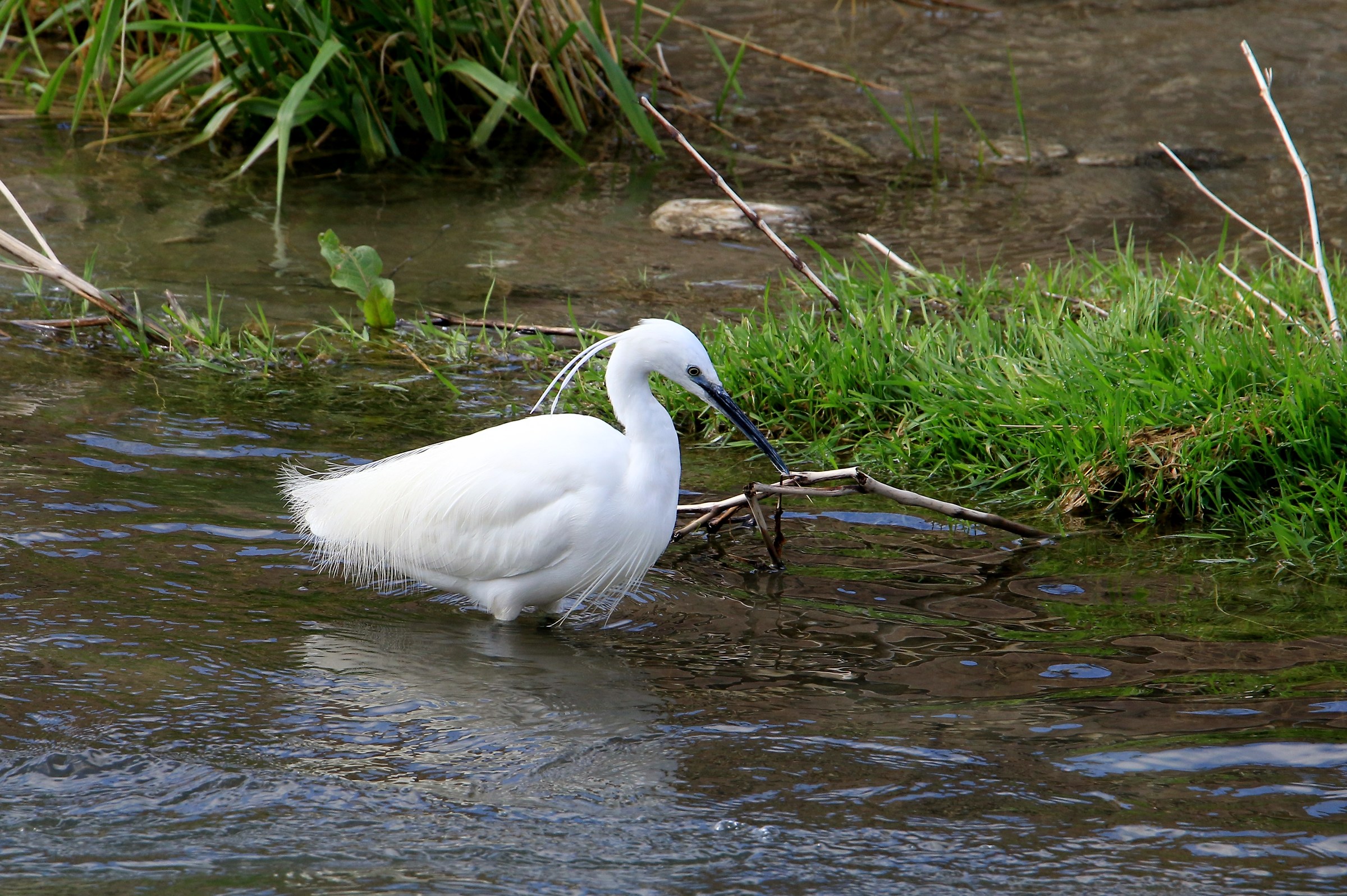 Egret in fishing...