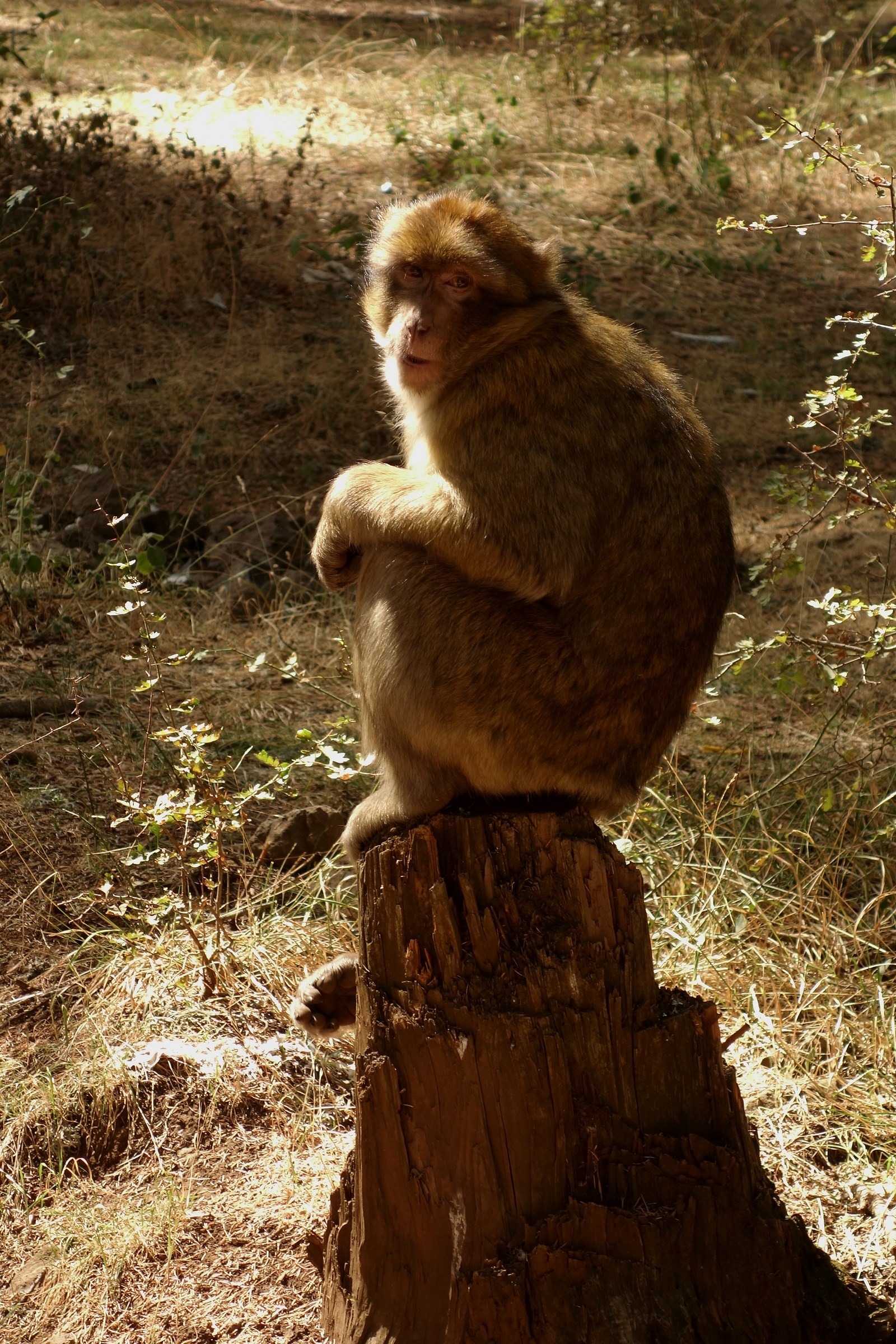 Macaca sylvanus pt2...