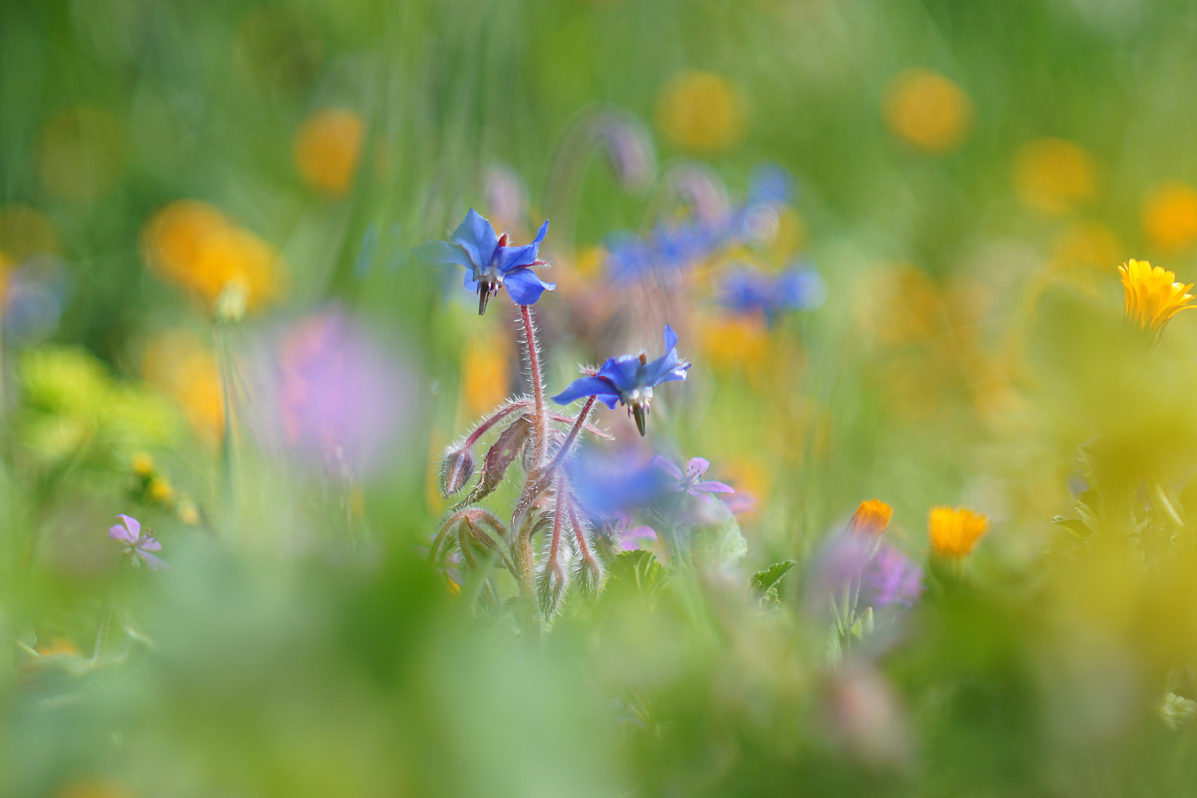 Borage...